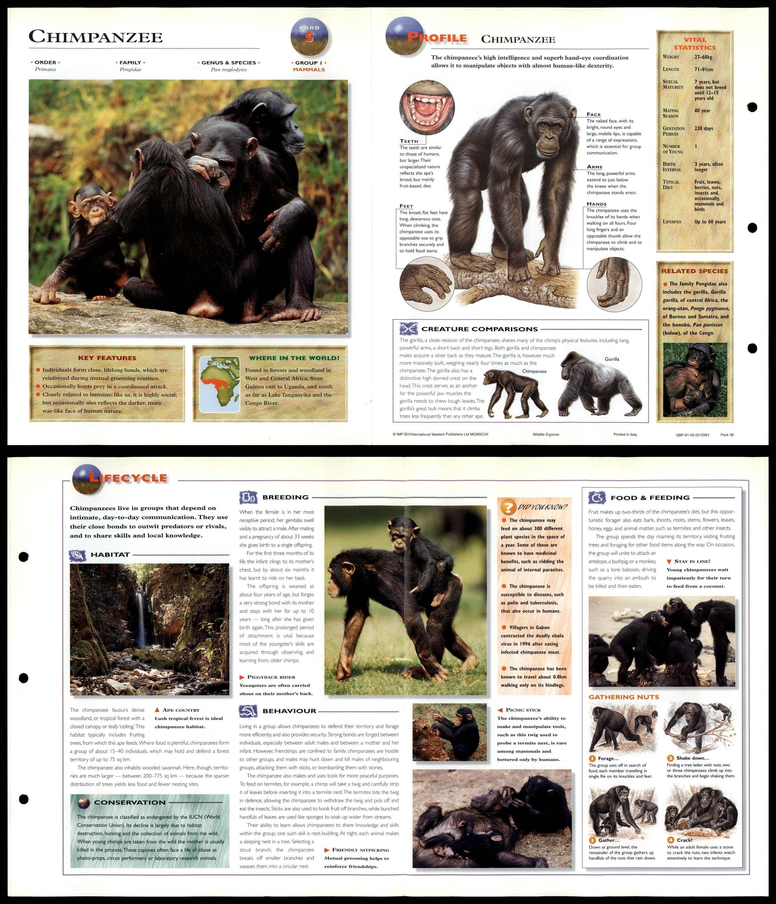 Chimpanzee Mammals Wildlife Explorer Fold Out Card