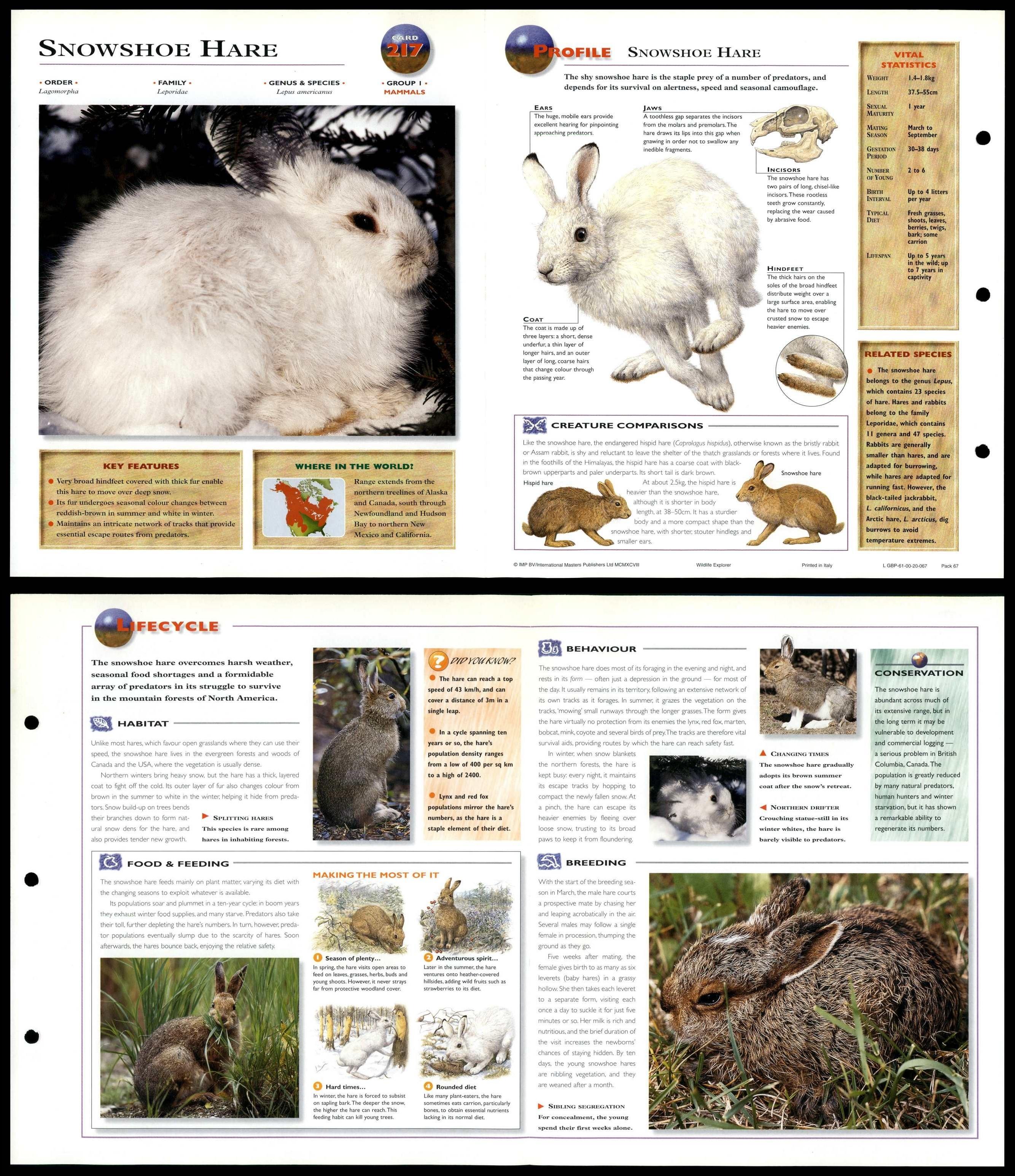 Snowshoe Hare 217 Mammals Wildlife Explorer FoldOut Card