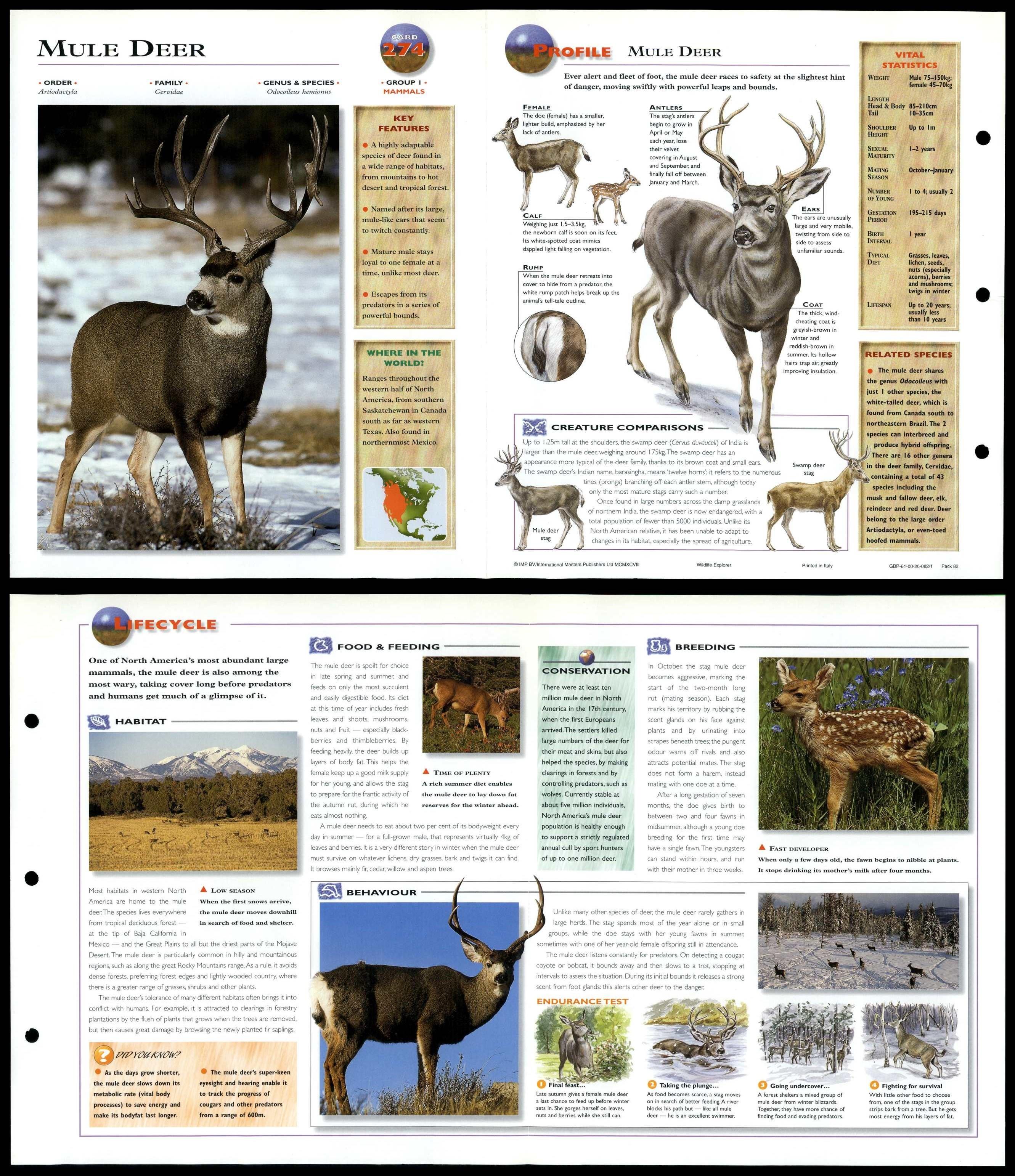 Mule Deer Mammals Wildlife Explorer Fold Out Card