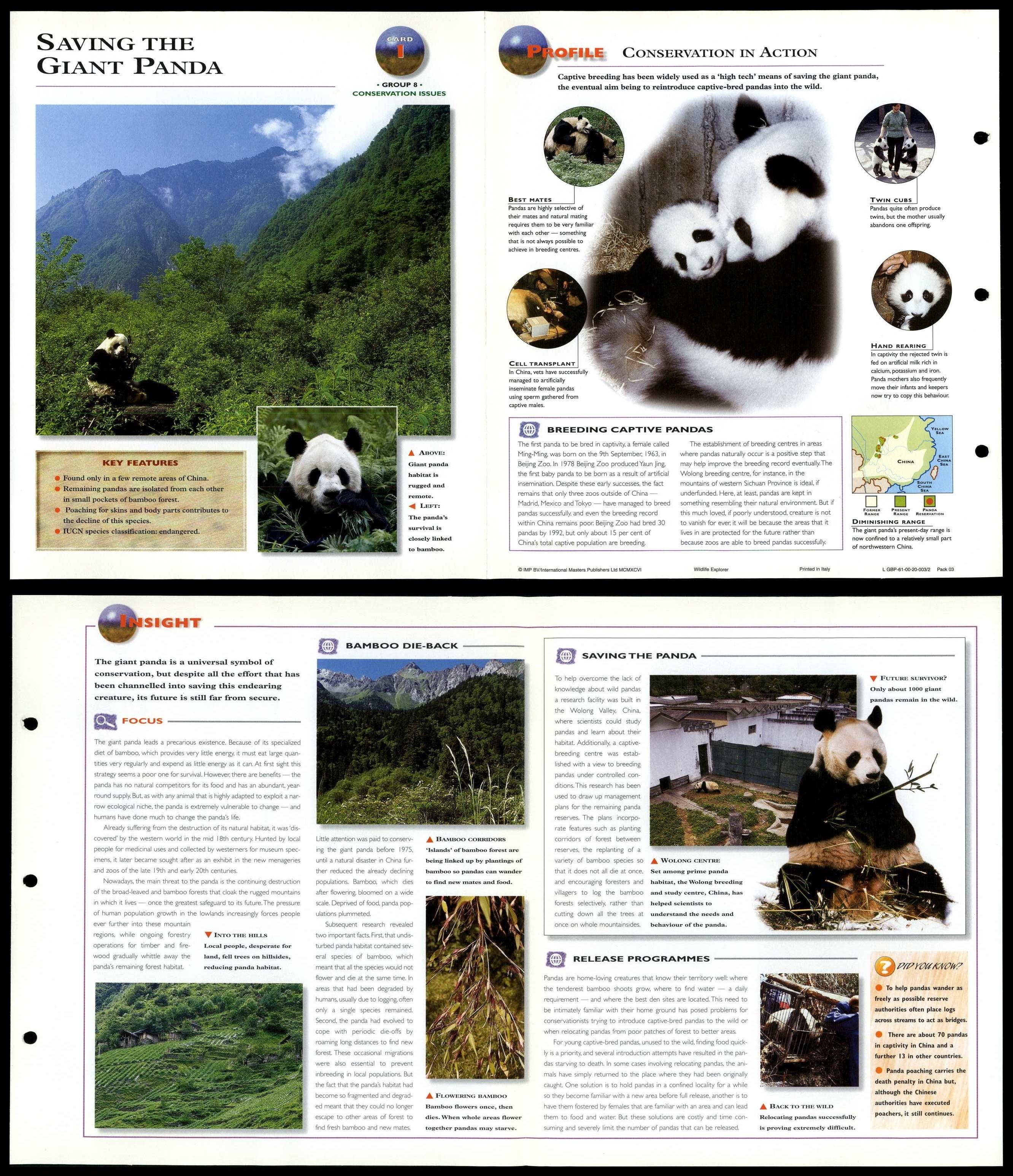 Saving The Giant Panda #1 Conservation - Wildlife Explorer Fold-Out Card