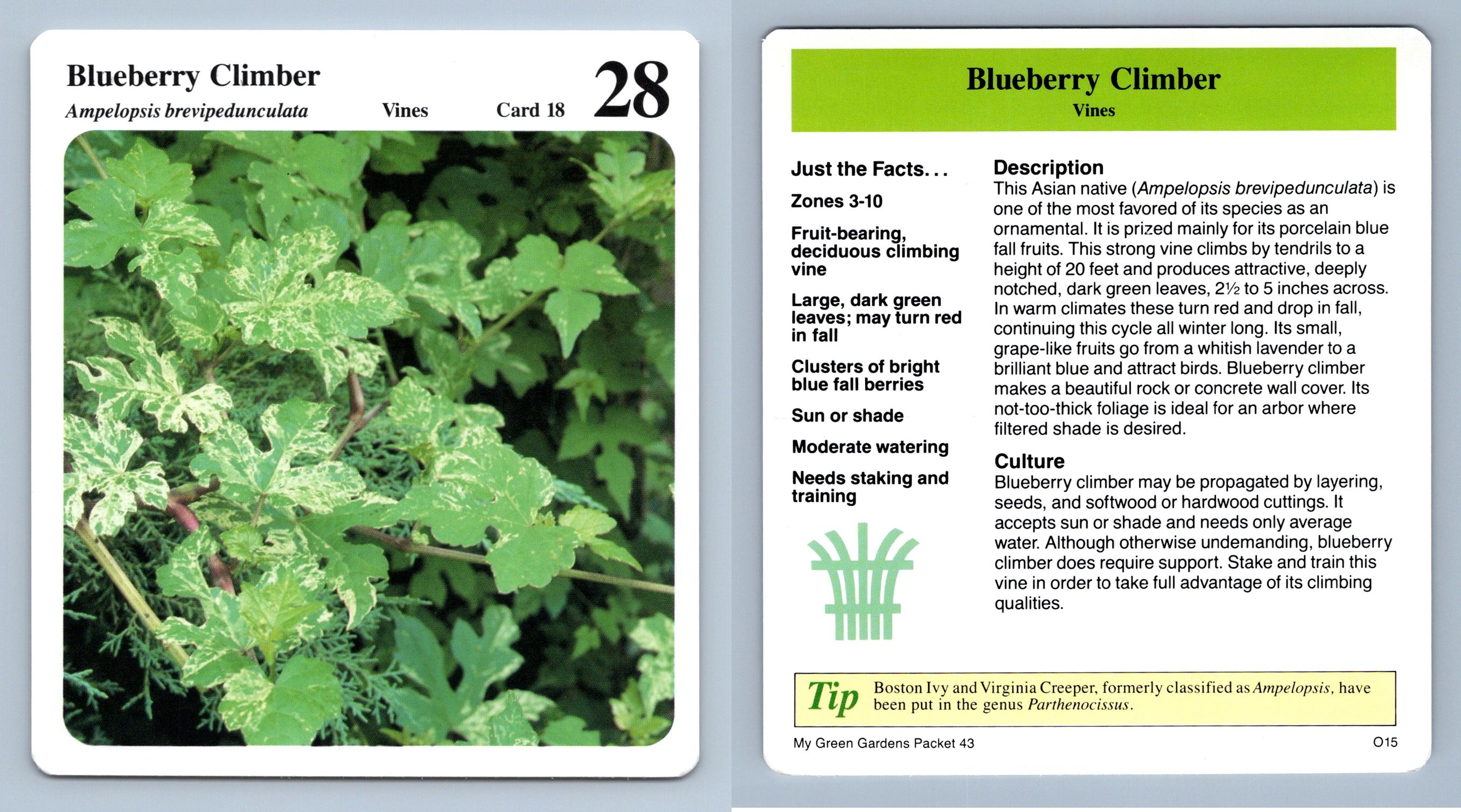 Blueberry Climber 18 Vines My Green Gardens 1987 Cardmark Card