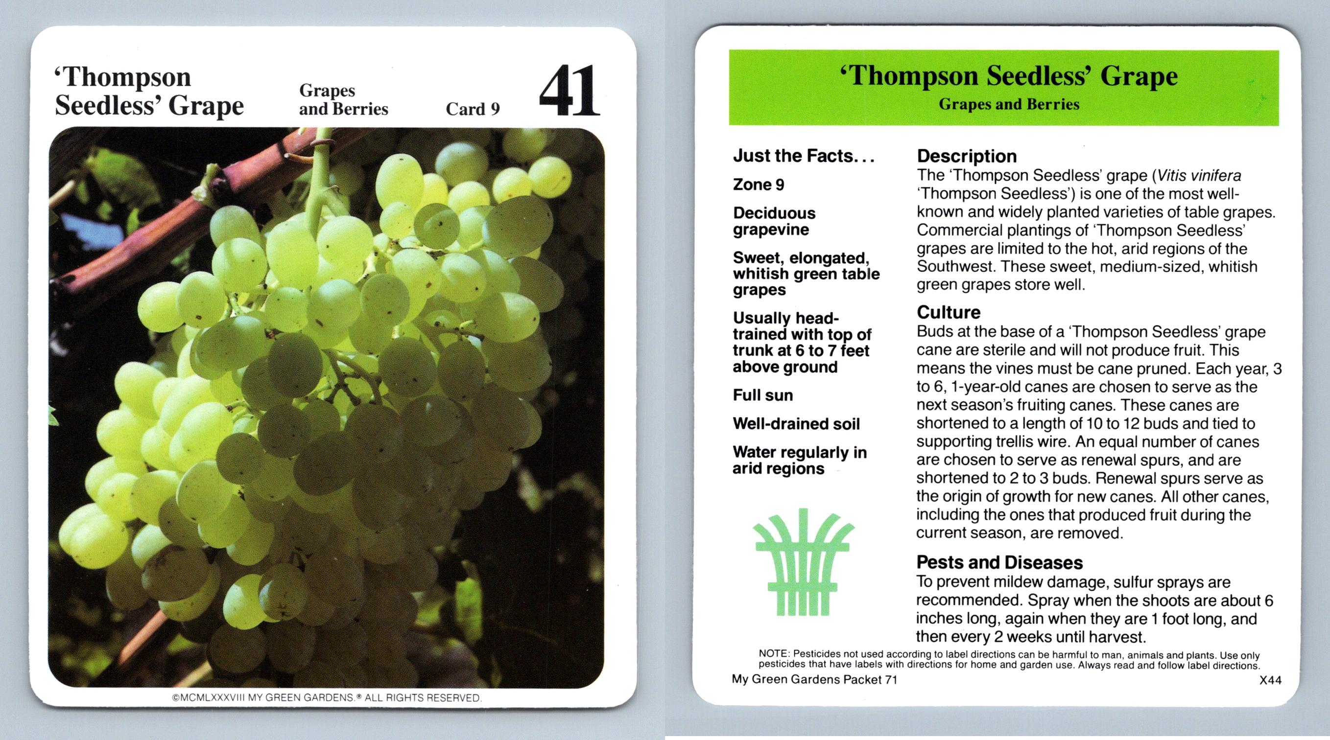 'Thompson Seedless' Grape 9 Grapes & Berries My Green Gardens 1987 Cardmark Card