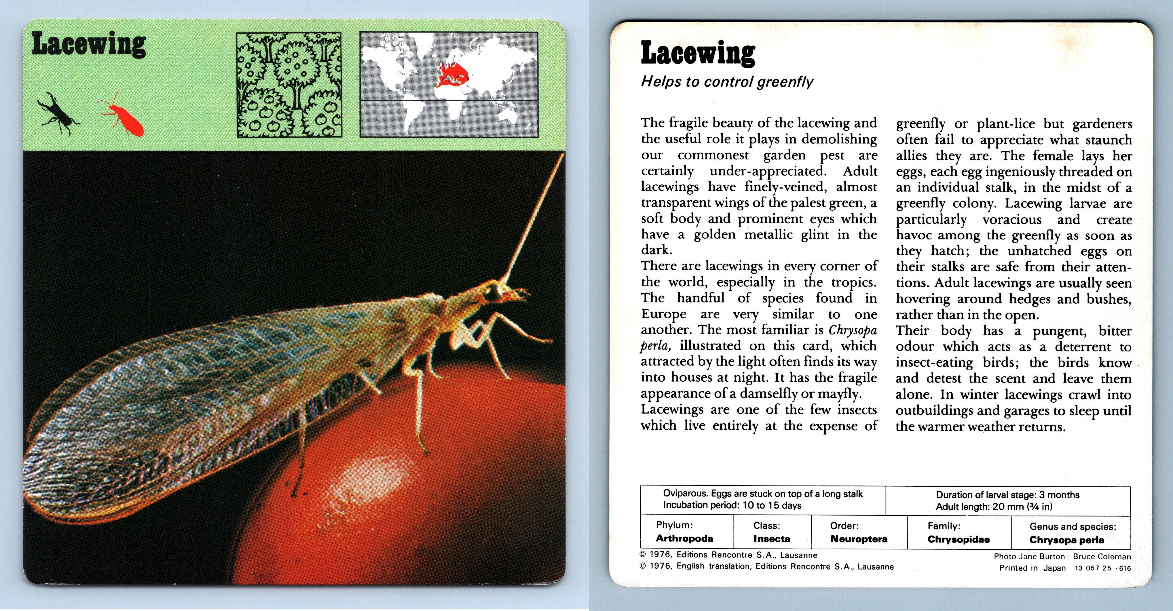 Lacewing Insects 1970 S Rencontre Safari Wildlife Card