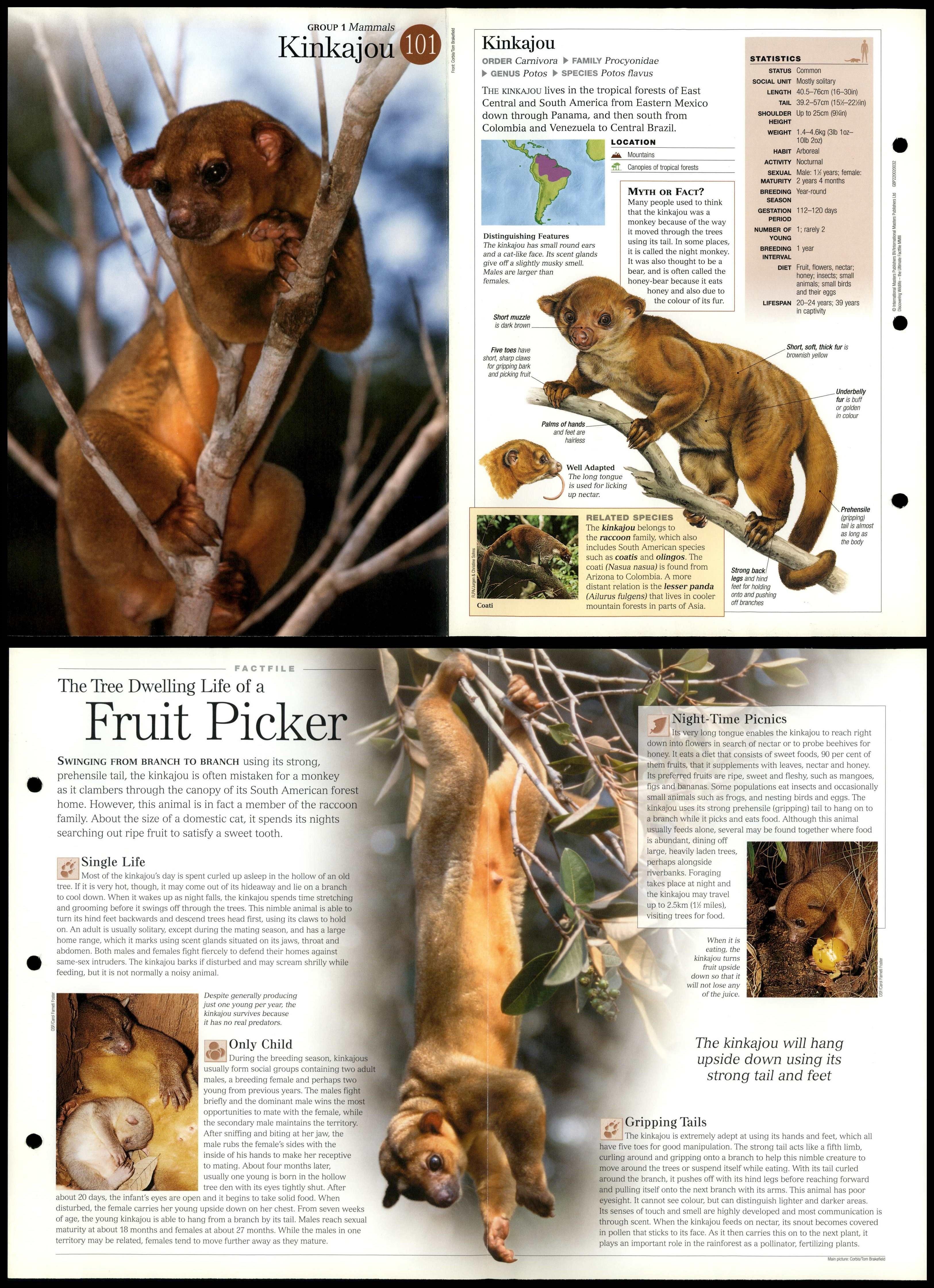 Kinkajou Mammals Discovering Wildlife Fact File Fold Out Card