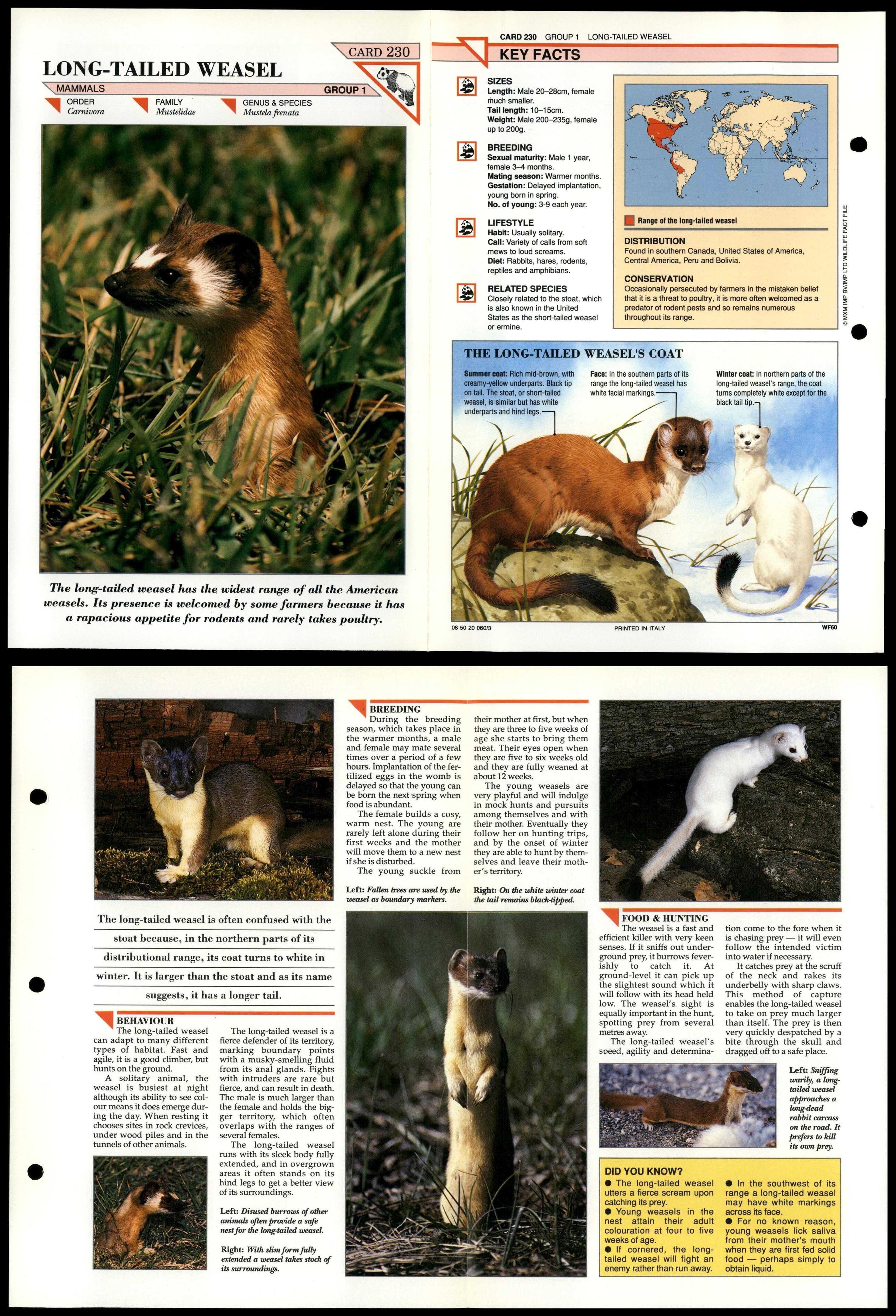 Long-Tailed Weasel #230 Mammals Wildlife Fact File Fold-Out Card