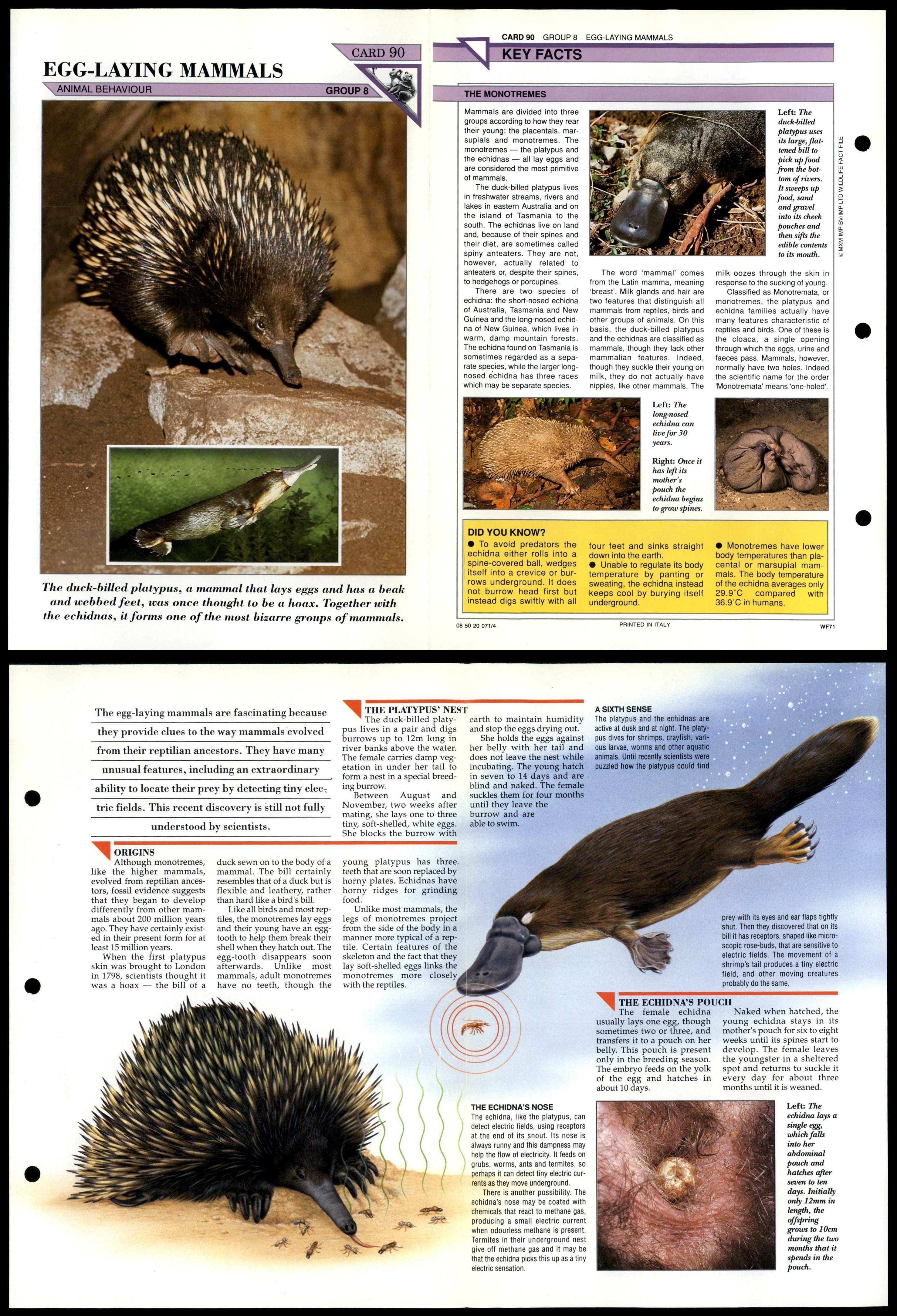 Egg-Laying Mammals #90 Behaviour Wildlife Fact File Fold-Out Card