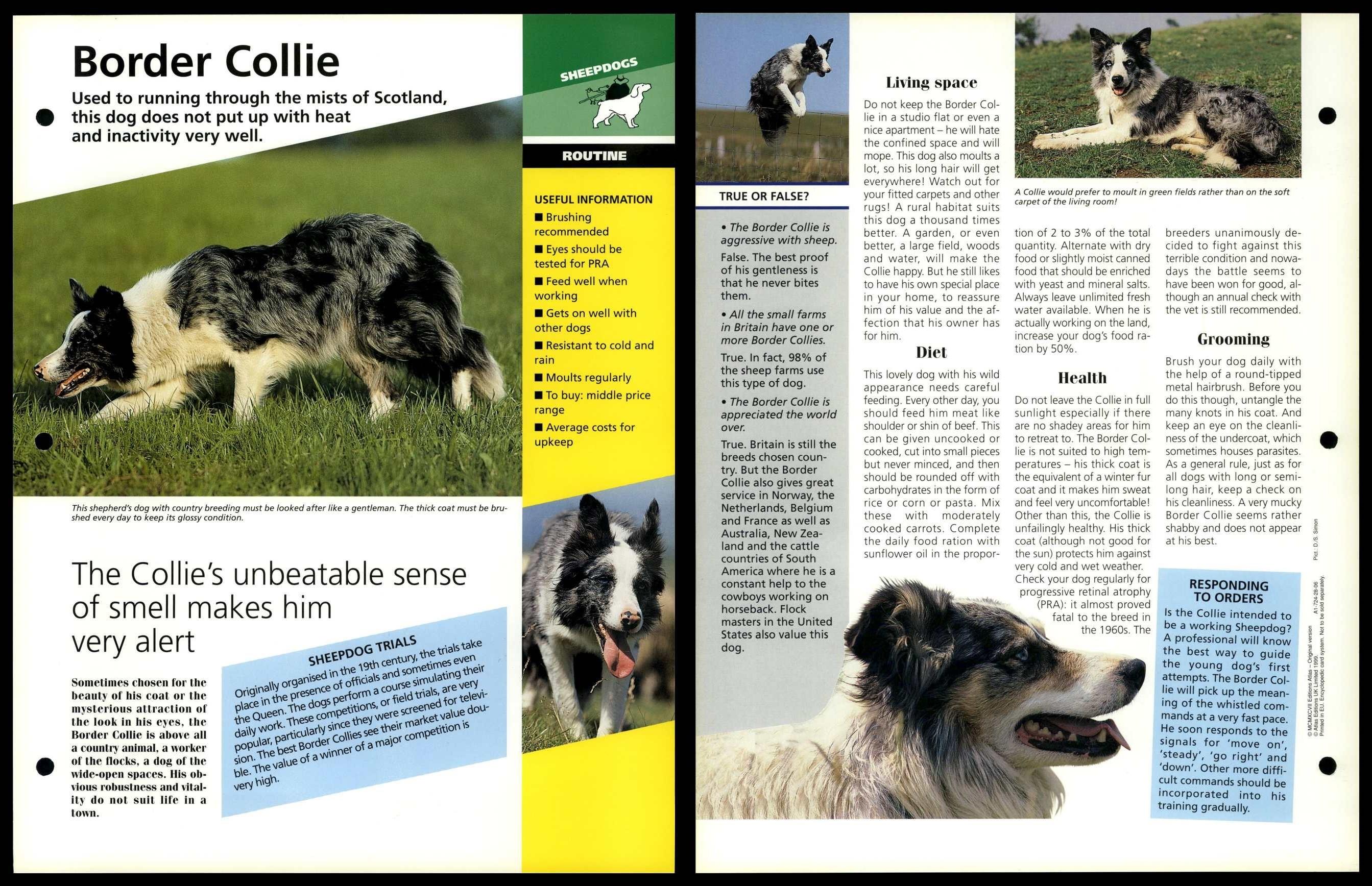 how much does a border collie cost uk