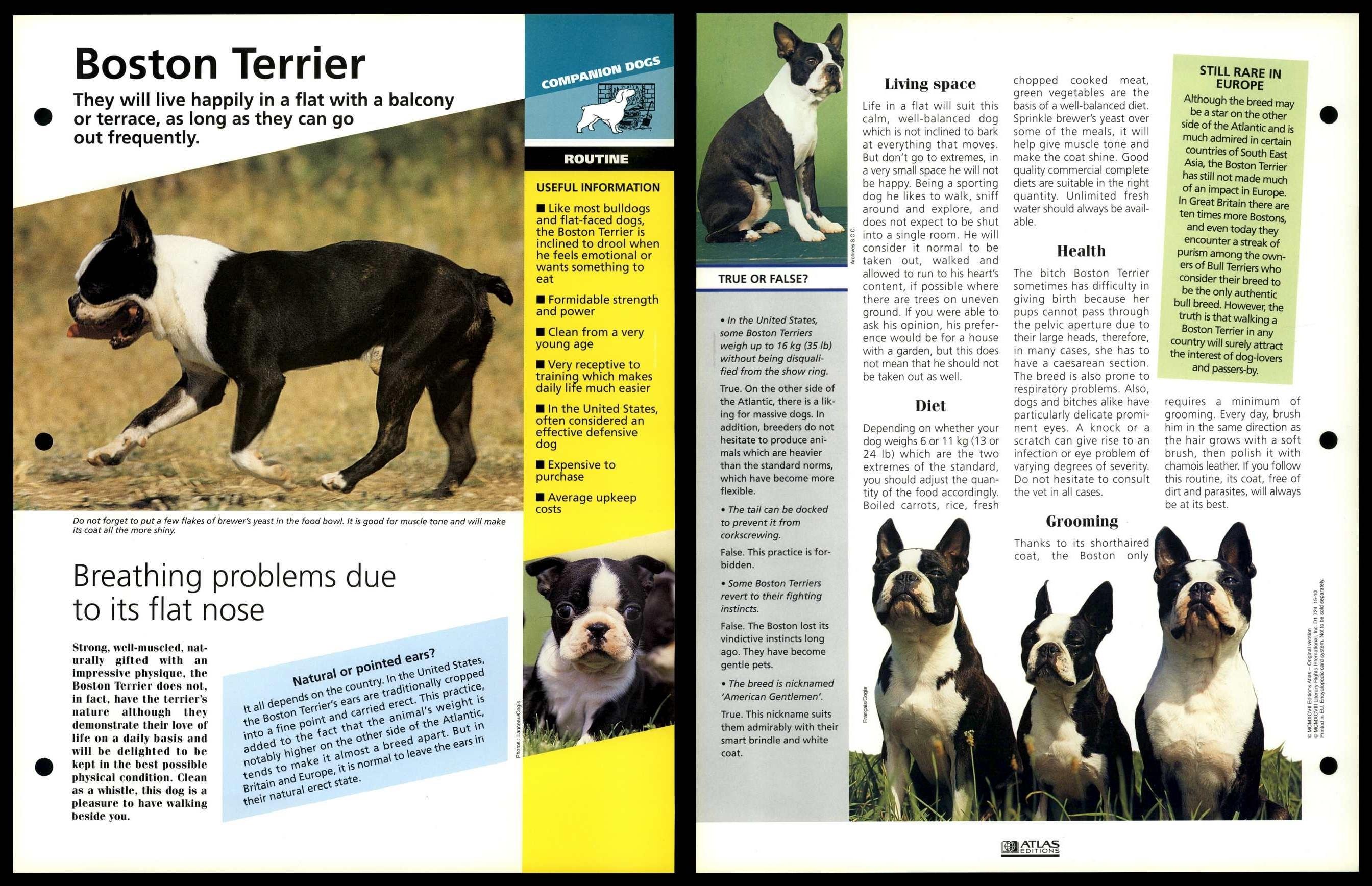 Boston Terrier - Routine - Dogs Of The World Atlas Fact File Card