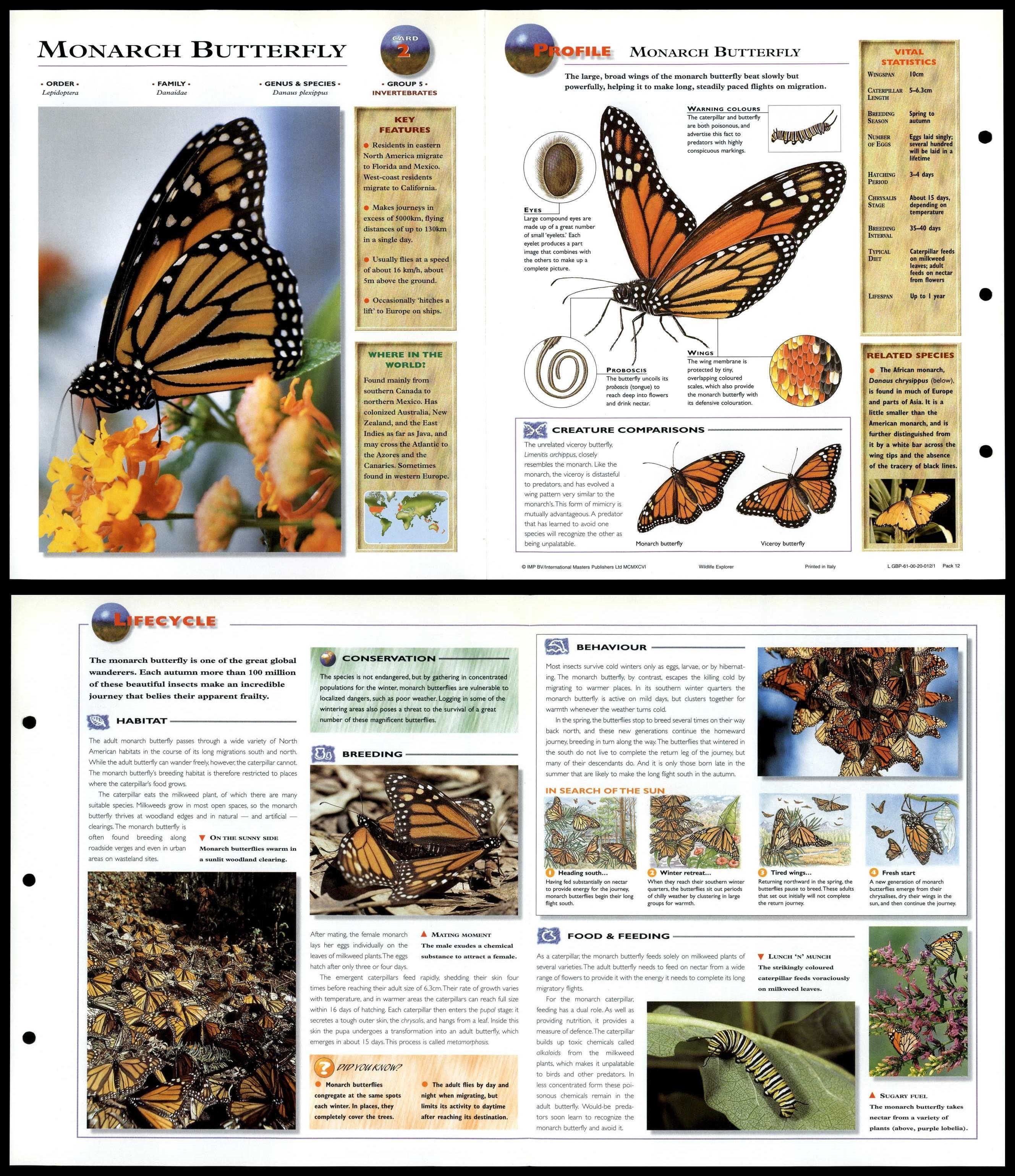 Monarch Butterfly 2 Invertebrates Wildlife Explorer FoldOut Card