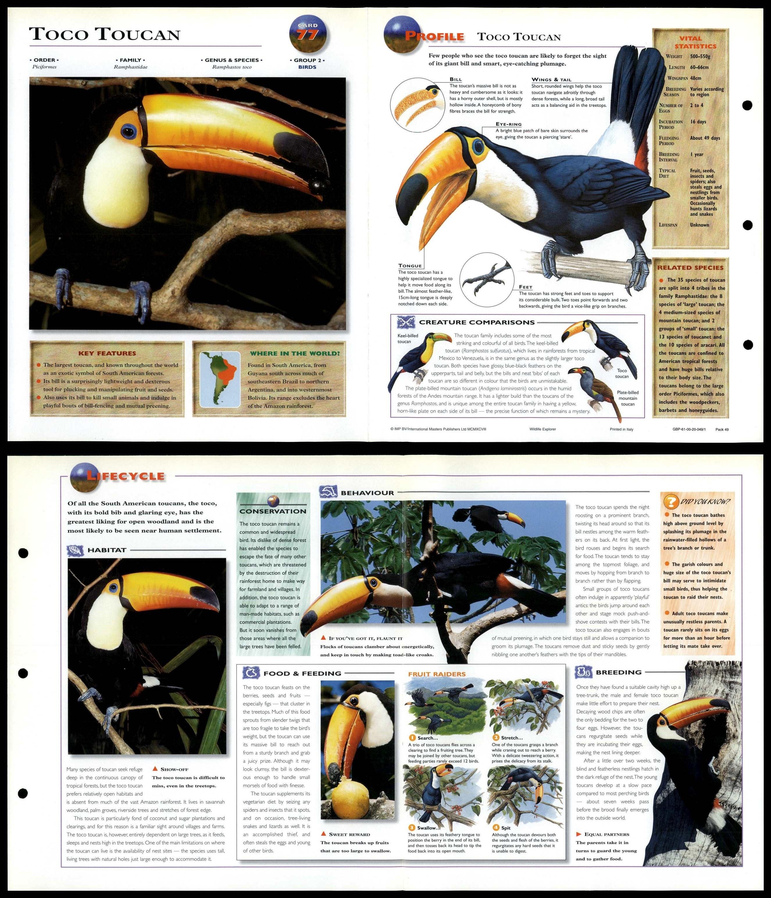 Toco Toucan 77 Birds Wildlife Explorer FoldOut Card