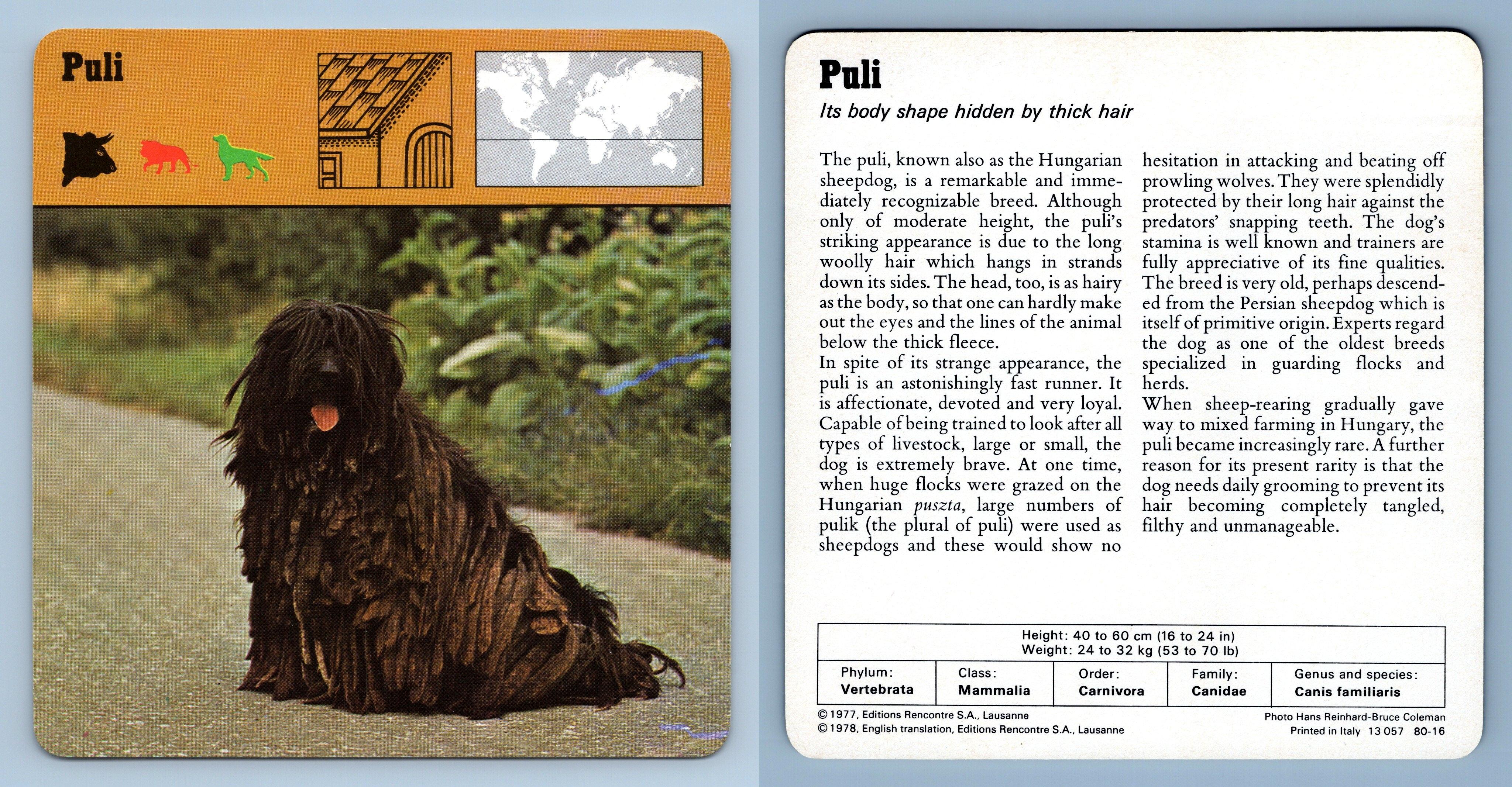 Puli - Mammals - 1970's Rencontre Safari Wildlife Card