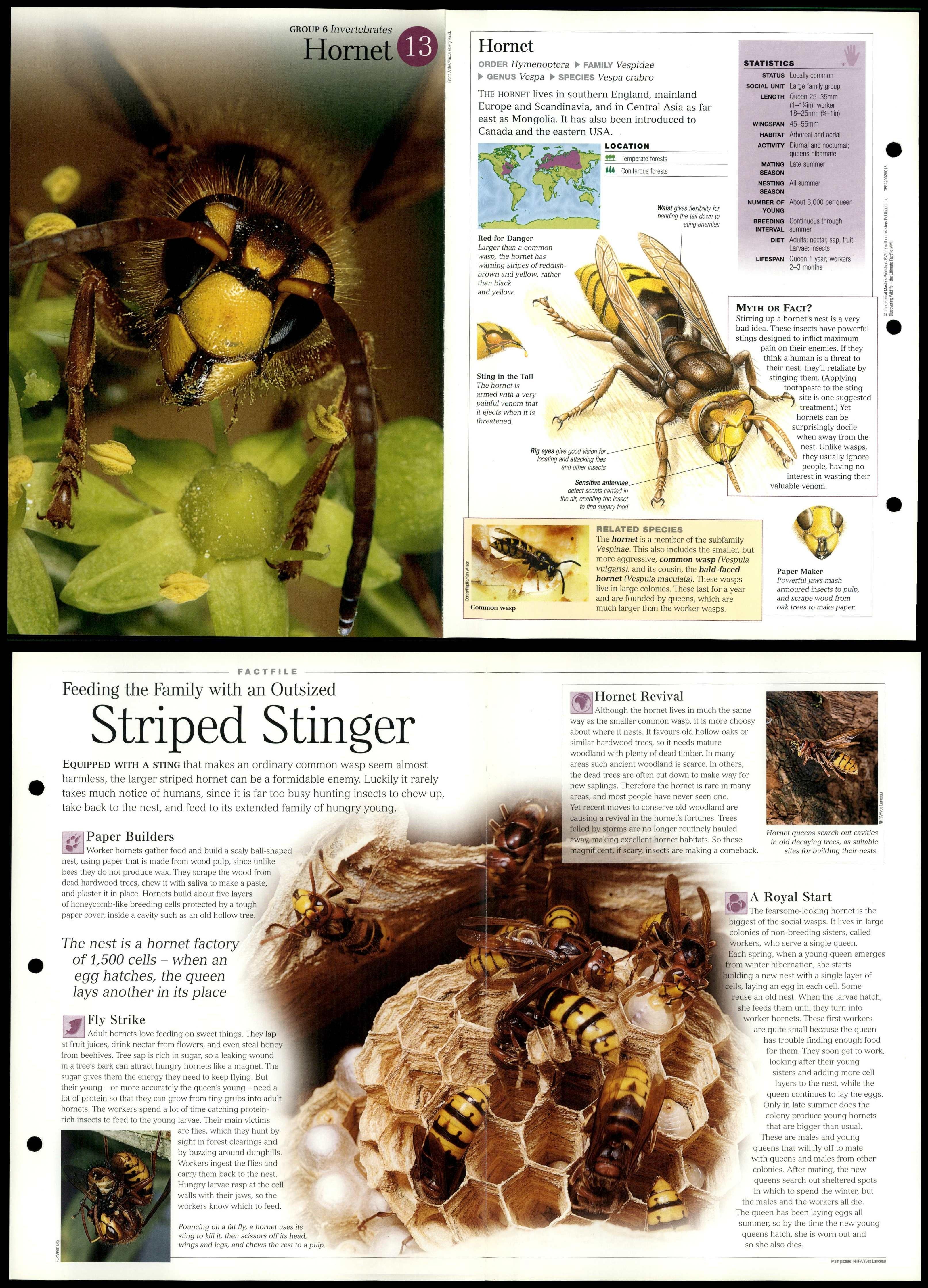 13 Invertebrates Discovering Wildlife Fact File FoldOut Card