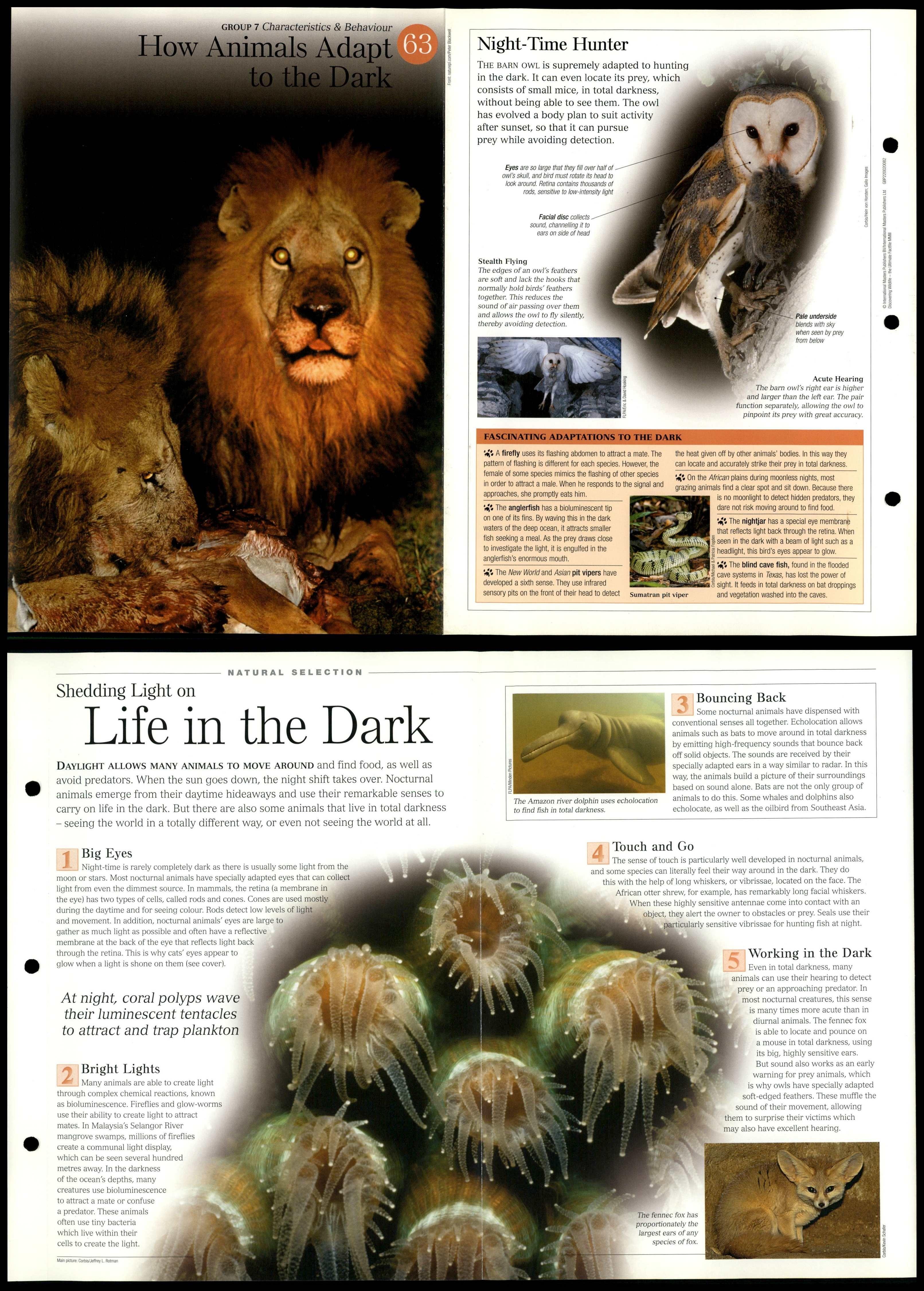 Animals Adapt To Dark #63 Characteristics Discovering Wildlife Fact File  Card