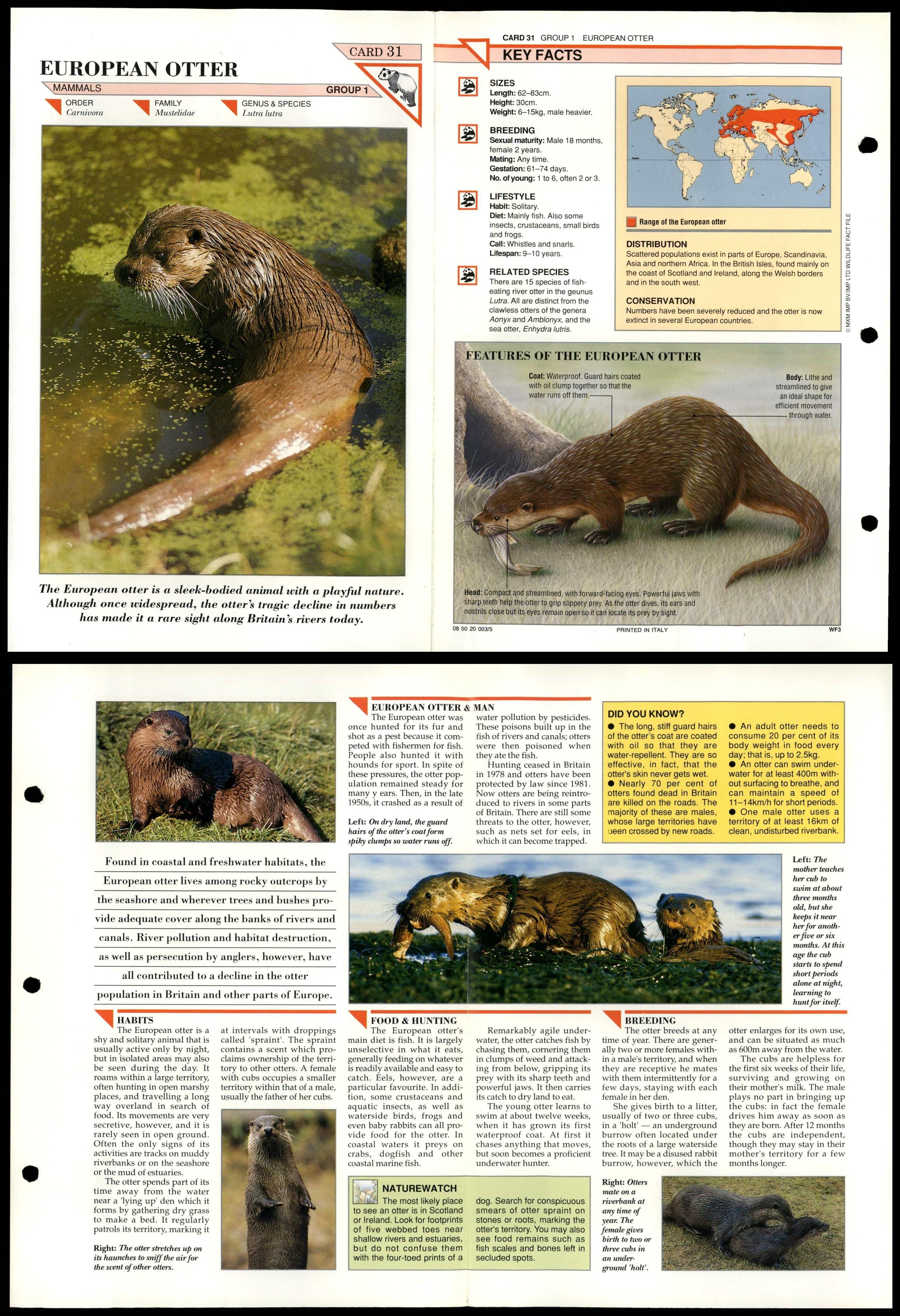 European Otter 31 Mammals Wildlife Fact File Fold Out Card