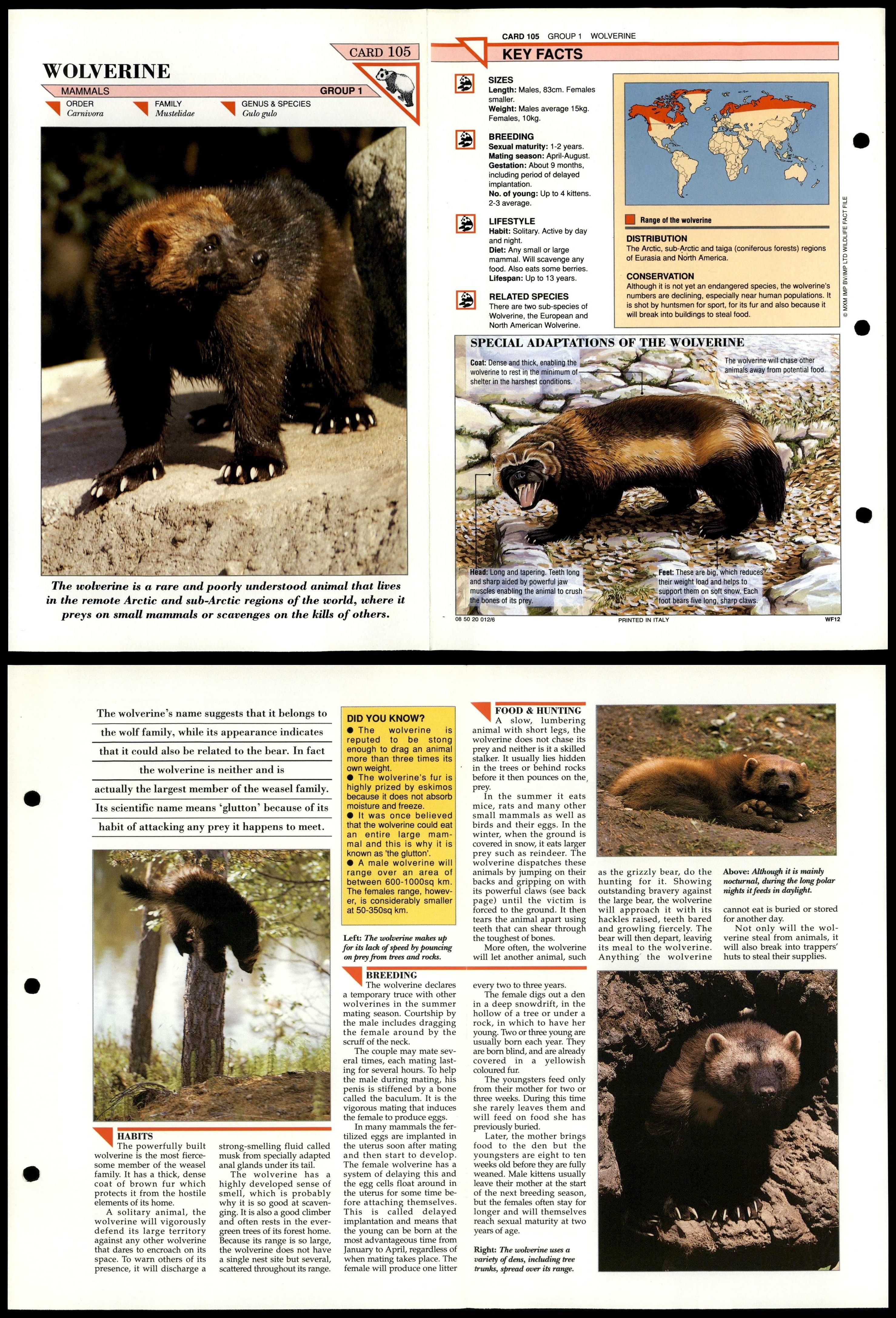 Wolverine 105 Mammals Wildlife Fact File Fold Out Card