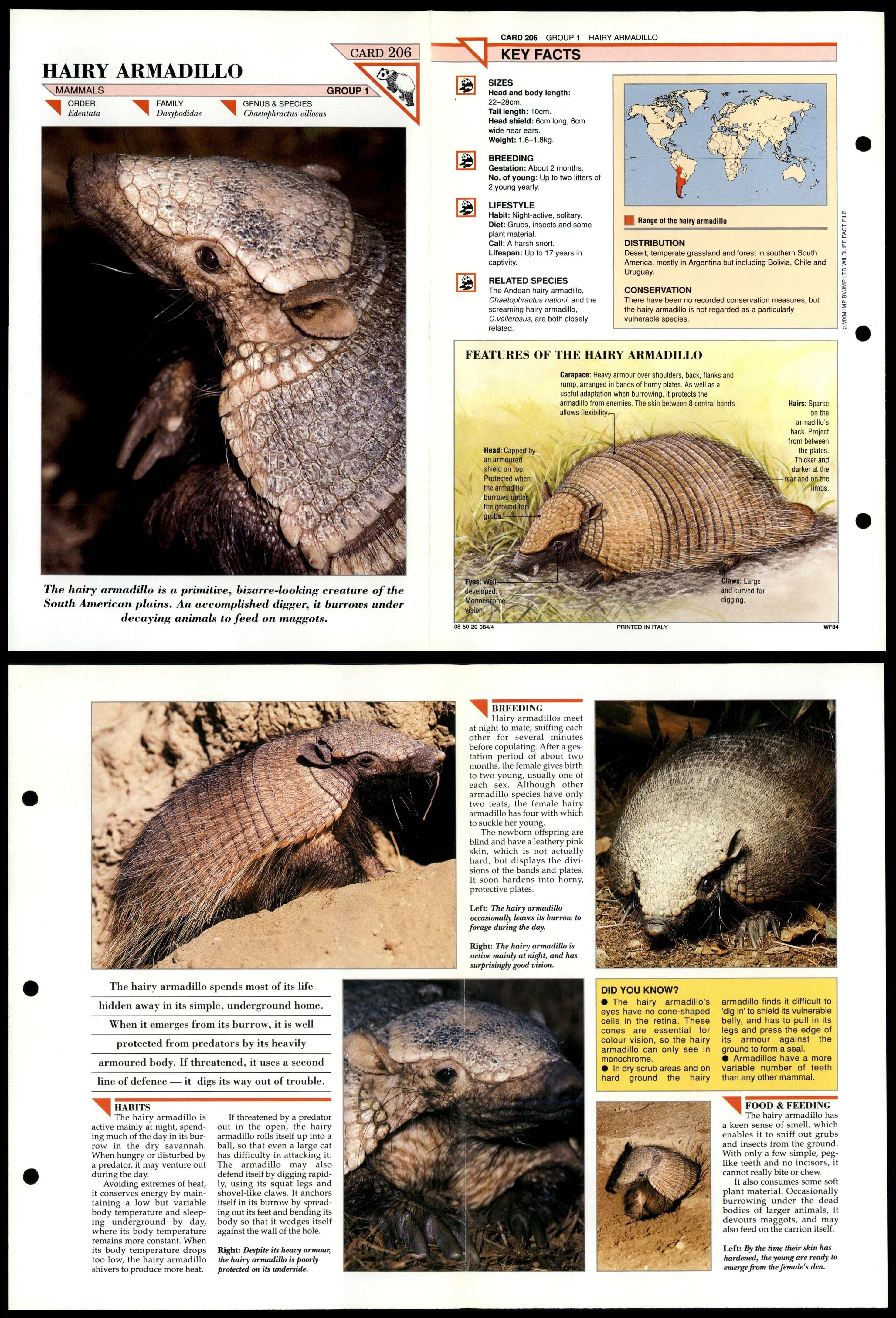 Hairy Armadillo #206 Mammals Wildlife Fact File Fold-Out Card