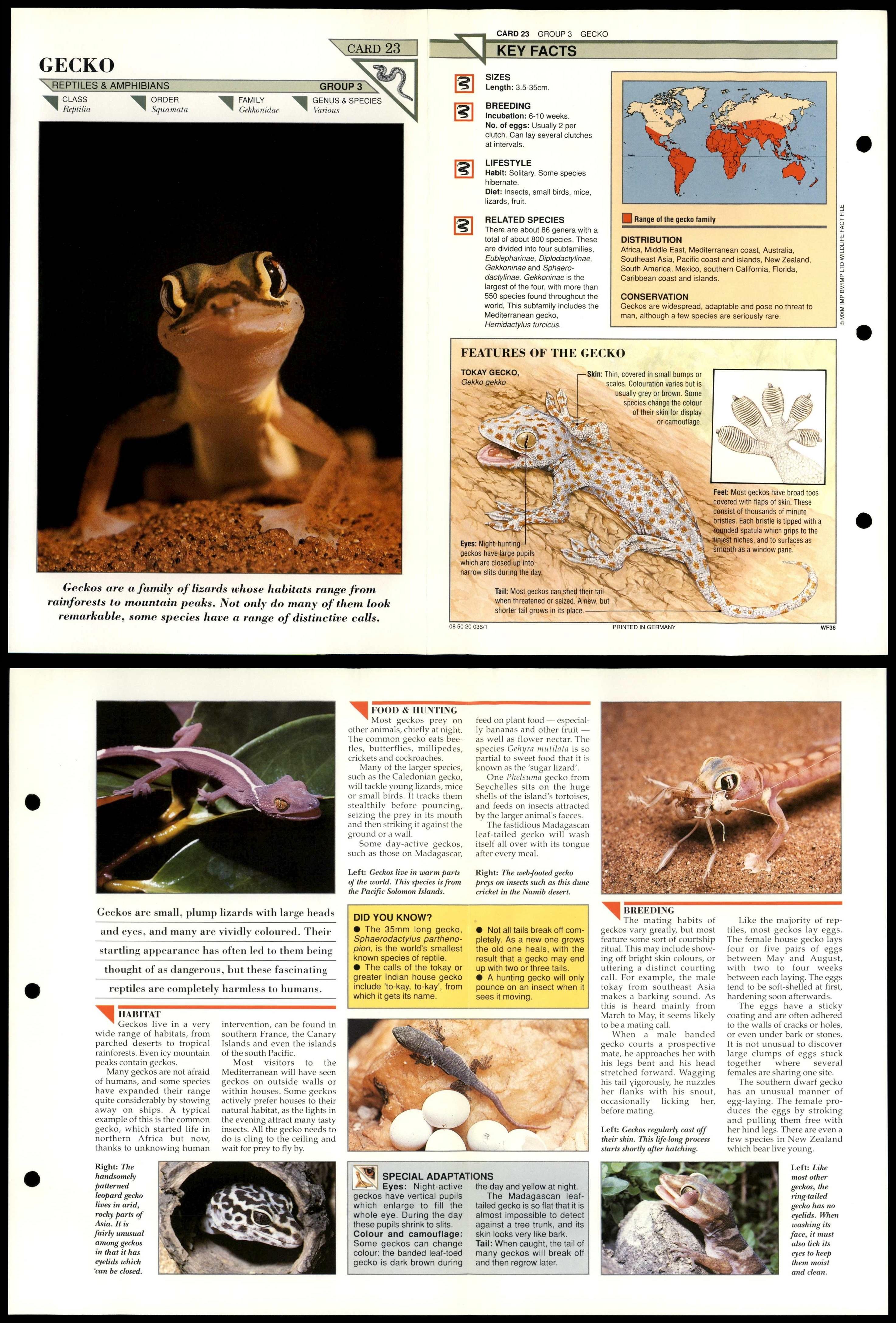 Gecko #23 Reptiles Wildlife Fact File Fold-Out Card