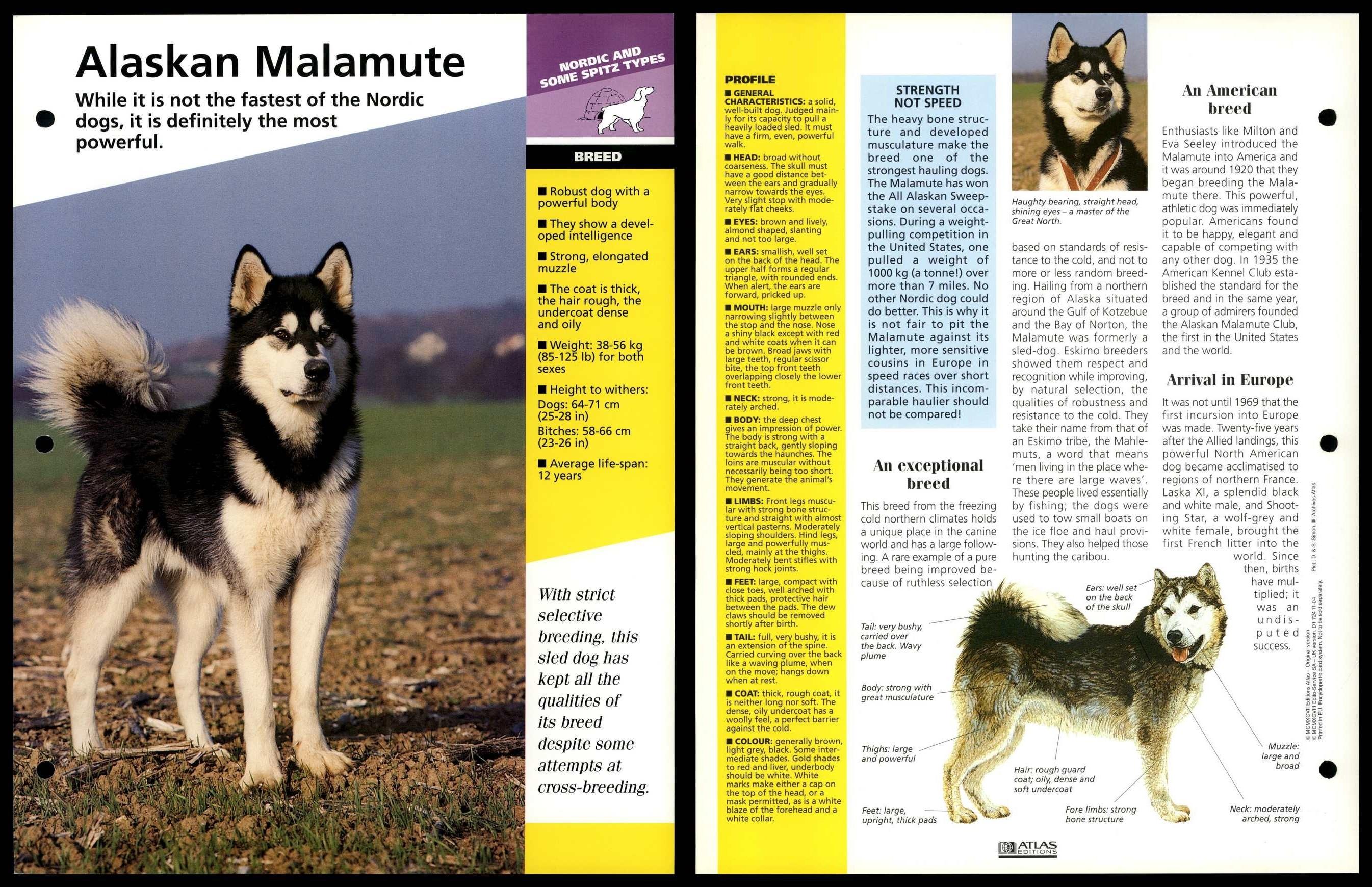 can a alaskan malamute live in martinique