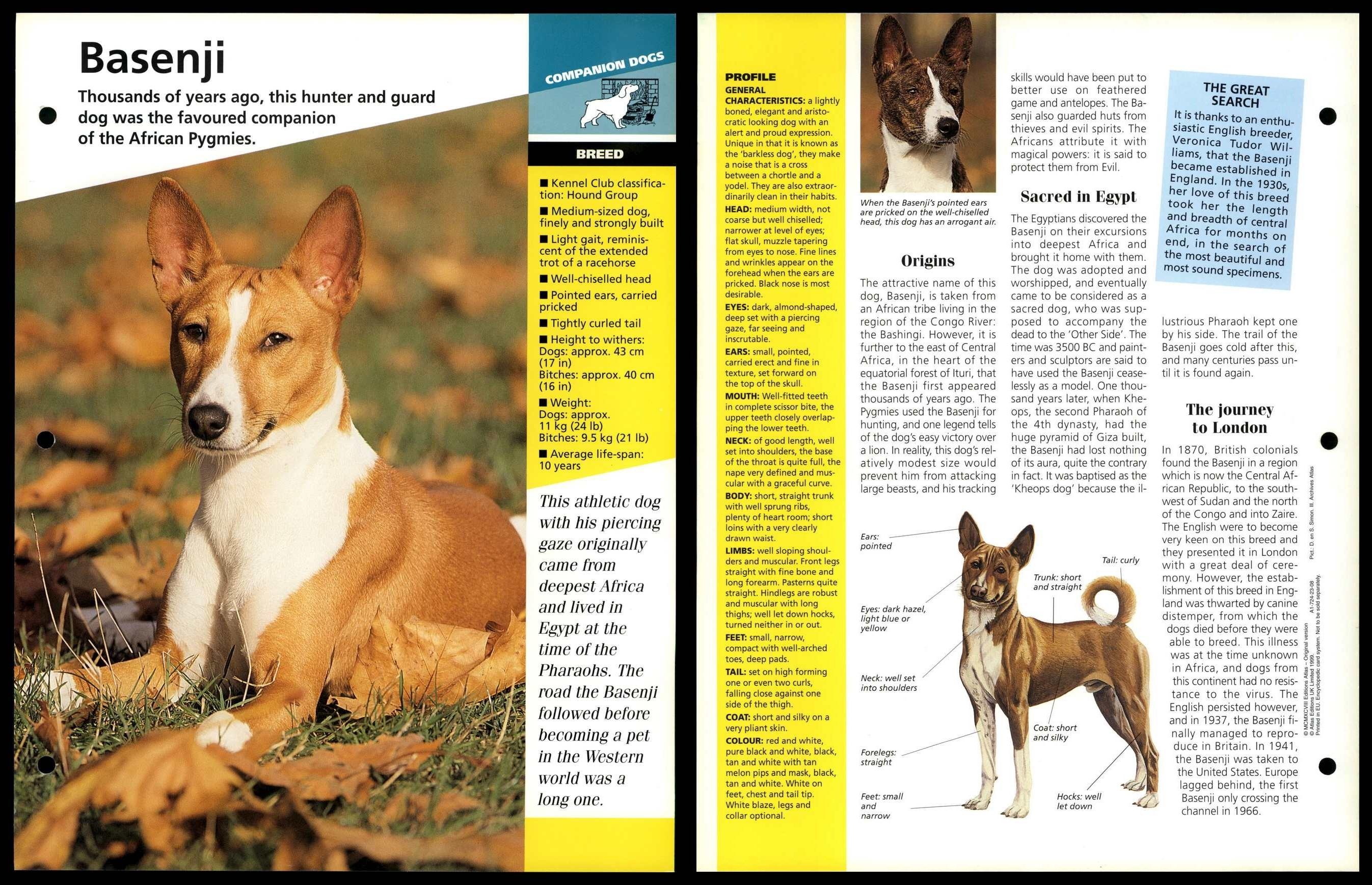 can a basenji guard a home