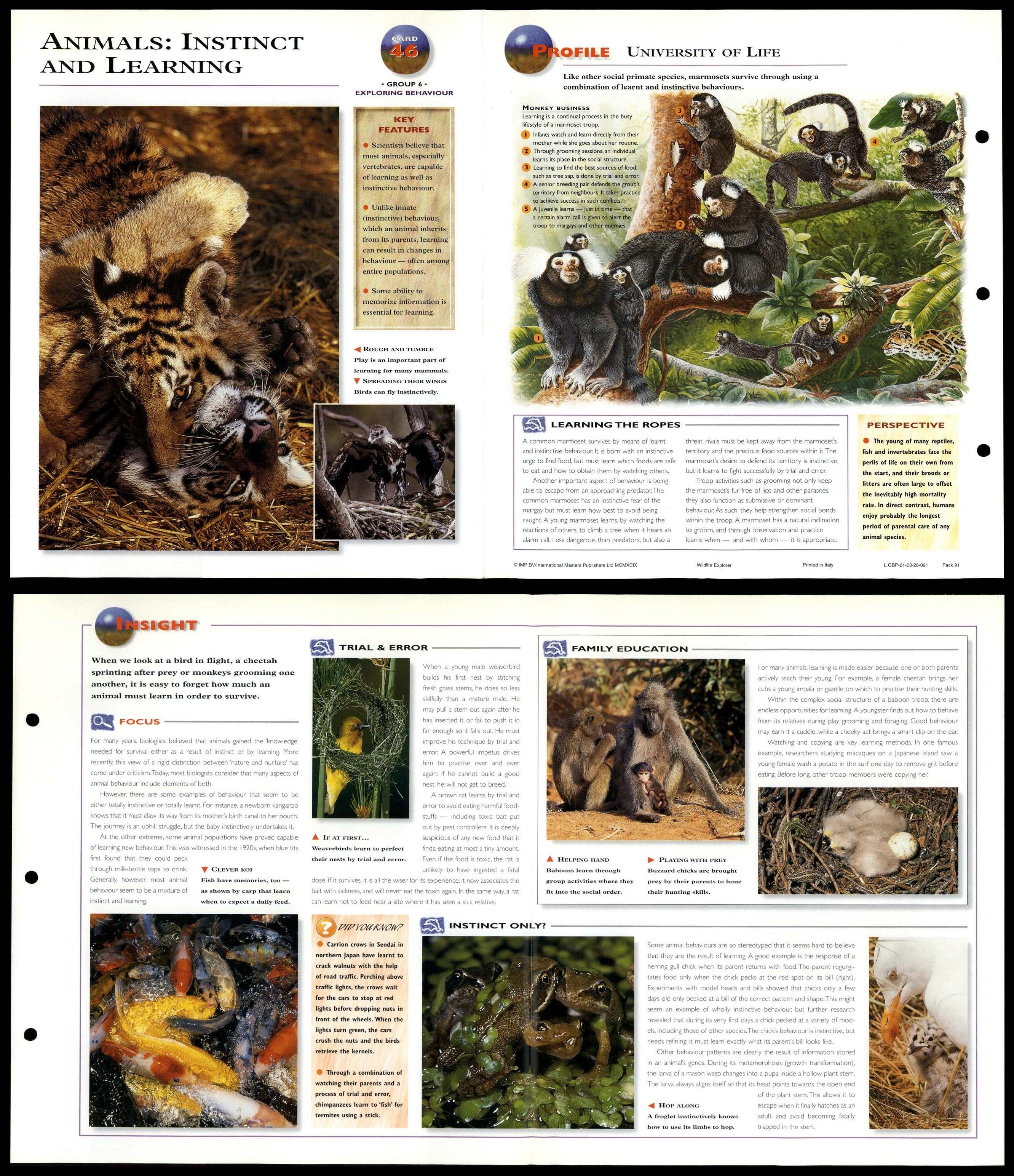Animals : Instinct & Learning #46 Behaviour - Wildlife Explorer Fold-Out  Card