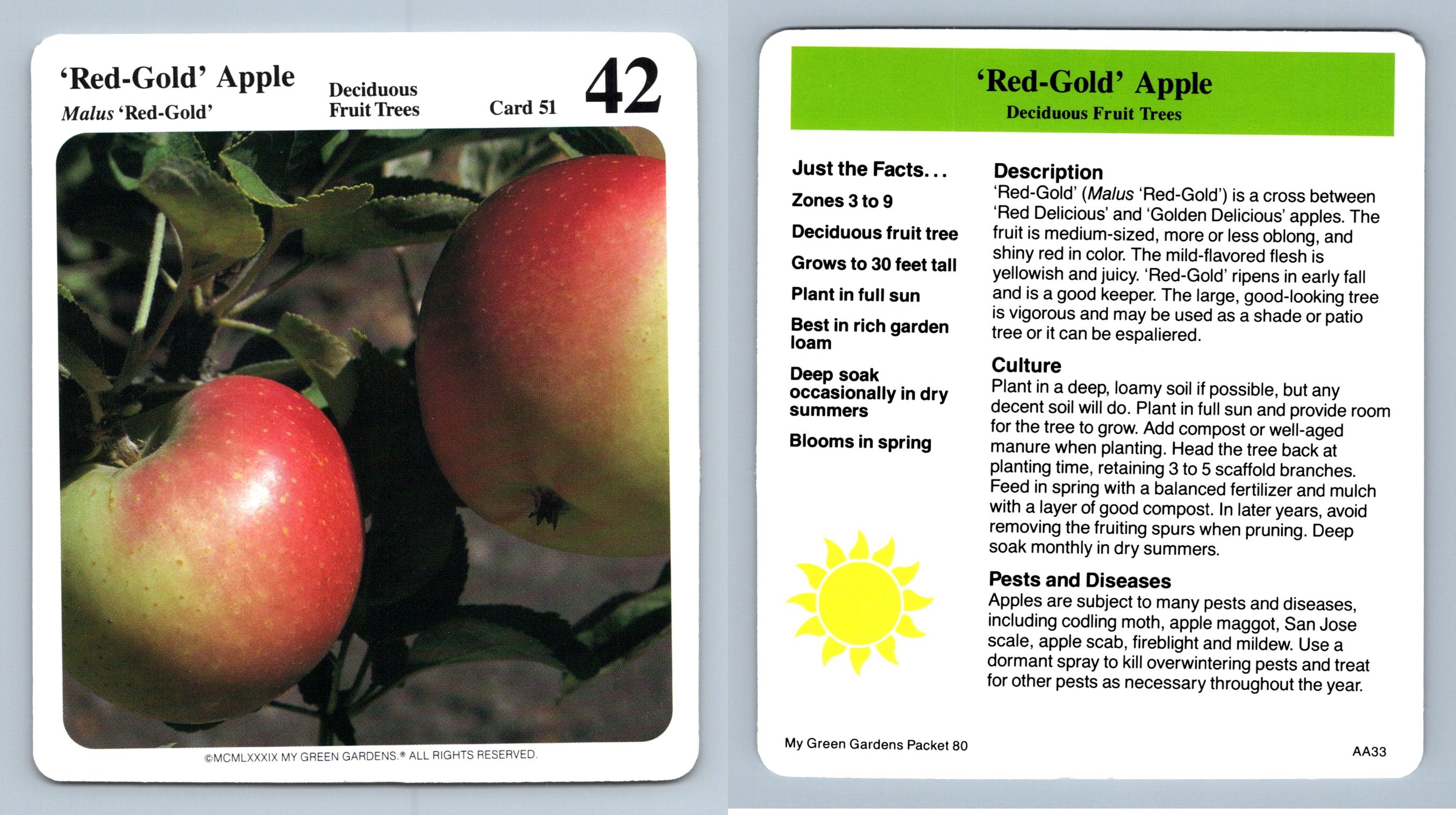 'RedGold' Apple 51 Deciduous Fruit Trees My Green Gardens 1987 Cardmark Card