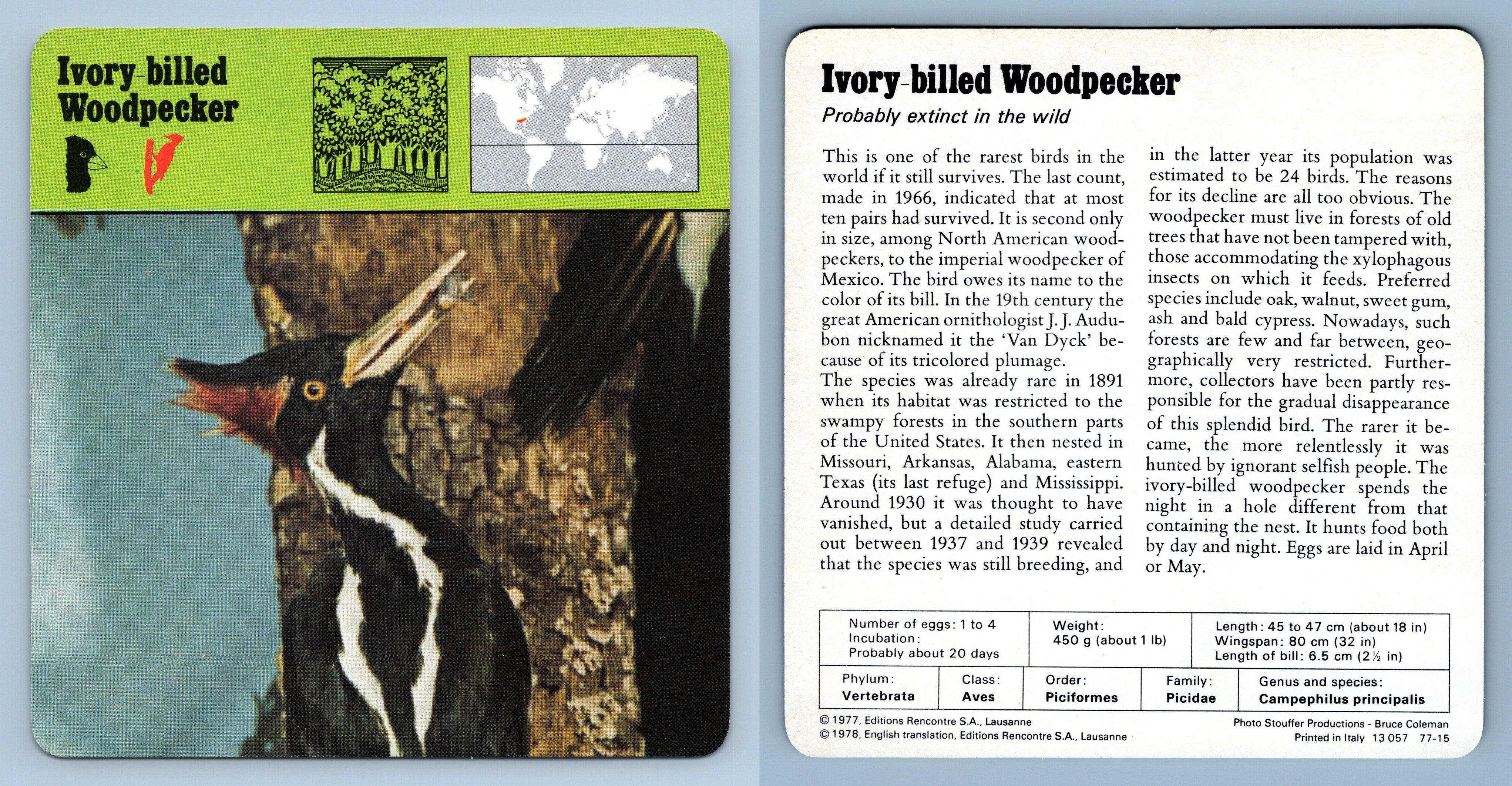 Ivory Billed Woodpecker Birds 1970 S Rencontre Safari Wildlife Card