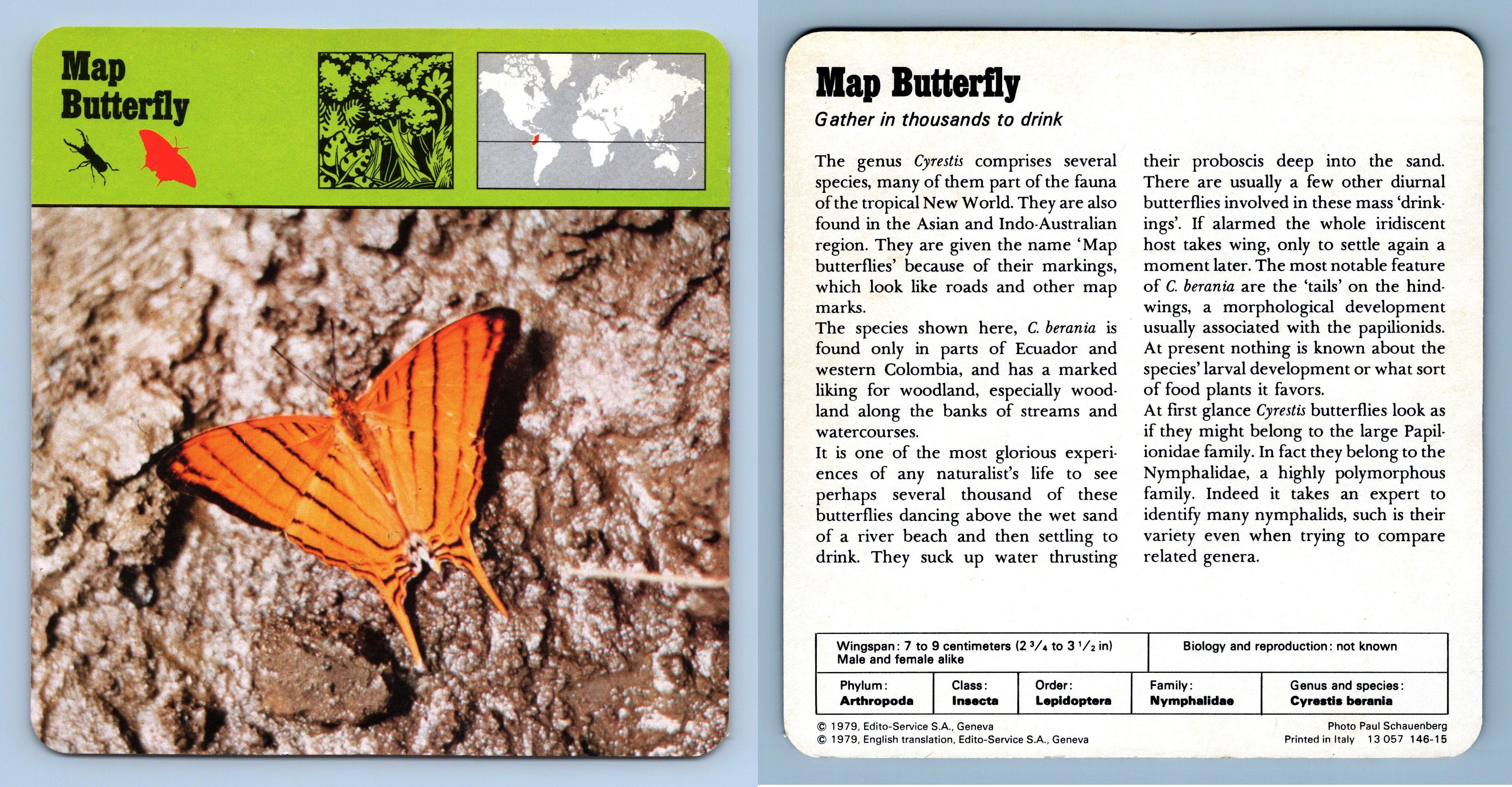 Map Butterfly Gather Thousands Insects S Rencontre Safari