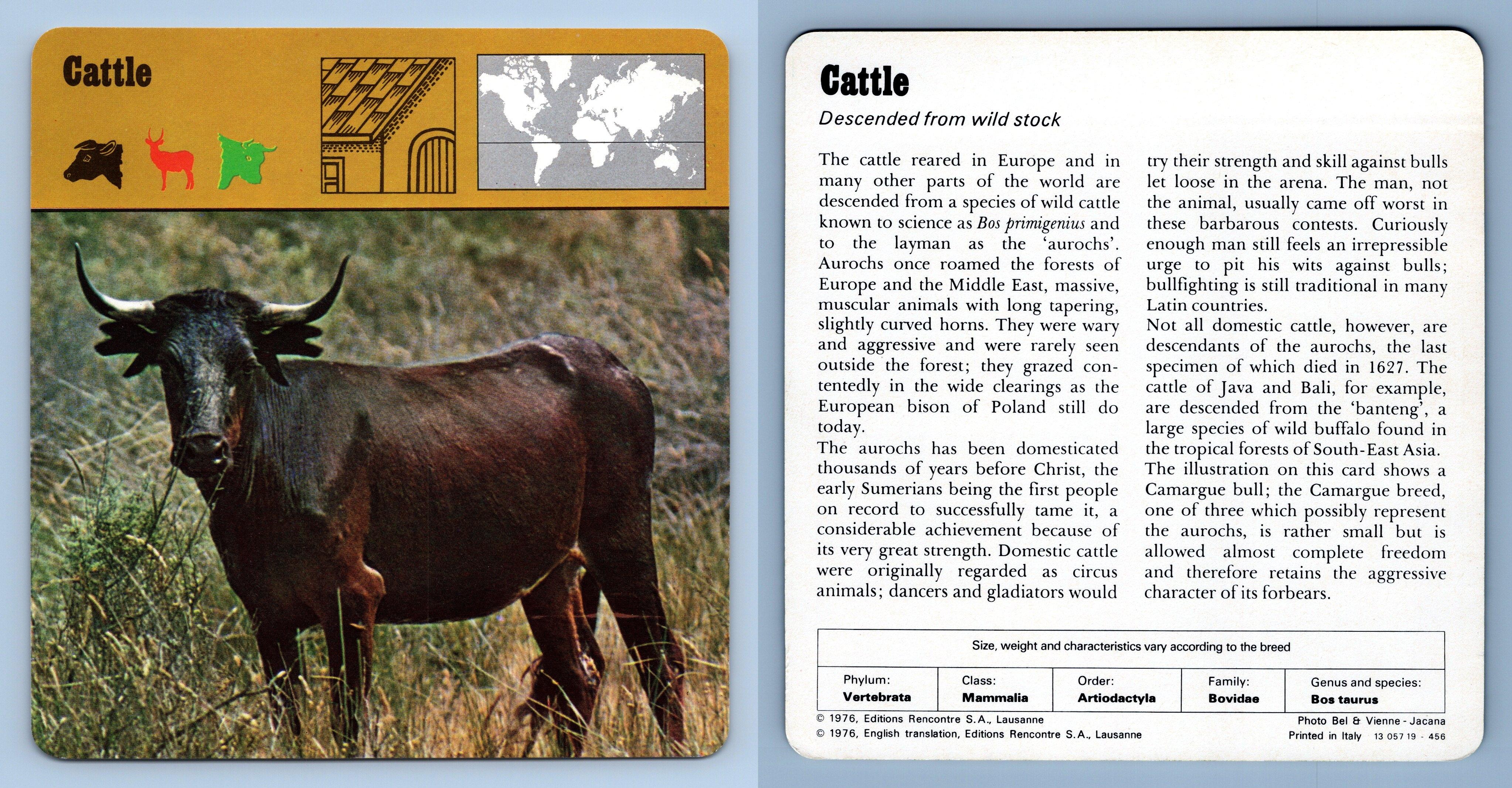 Cattle - Mammals - 1970's Rencontre Safari Wildlife Card