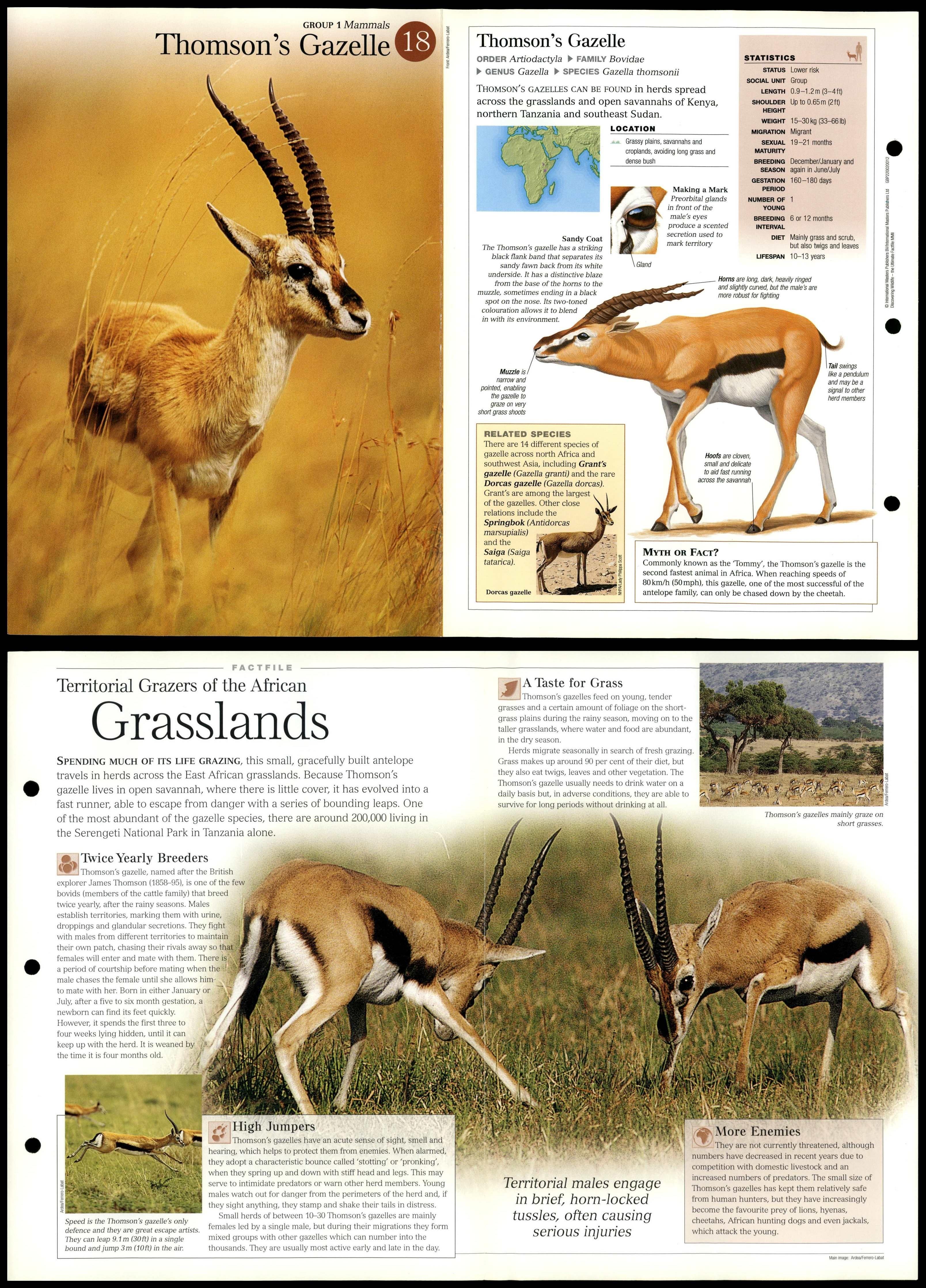 Thomson's Gazelle #18 Mammals - Discovering Wildlife Fact File Fold-Out Card