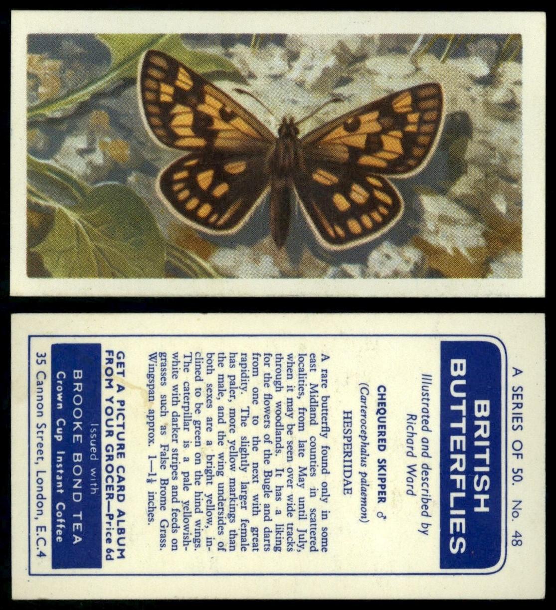 Chequered Skipper #48 British Butterflies 1963 Brooke Bond Card C1939 
