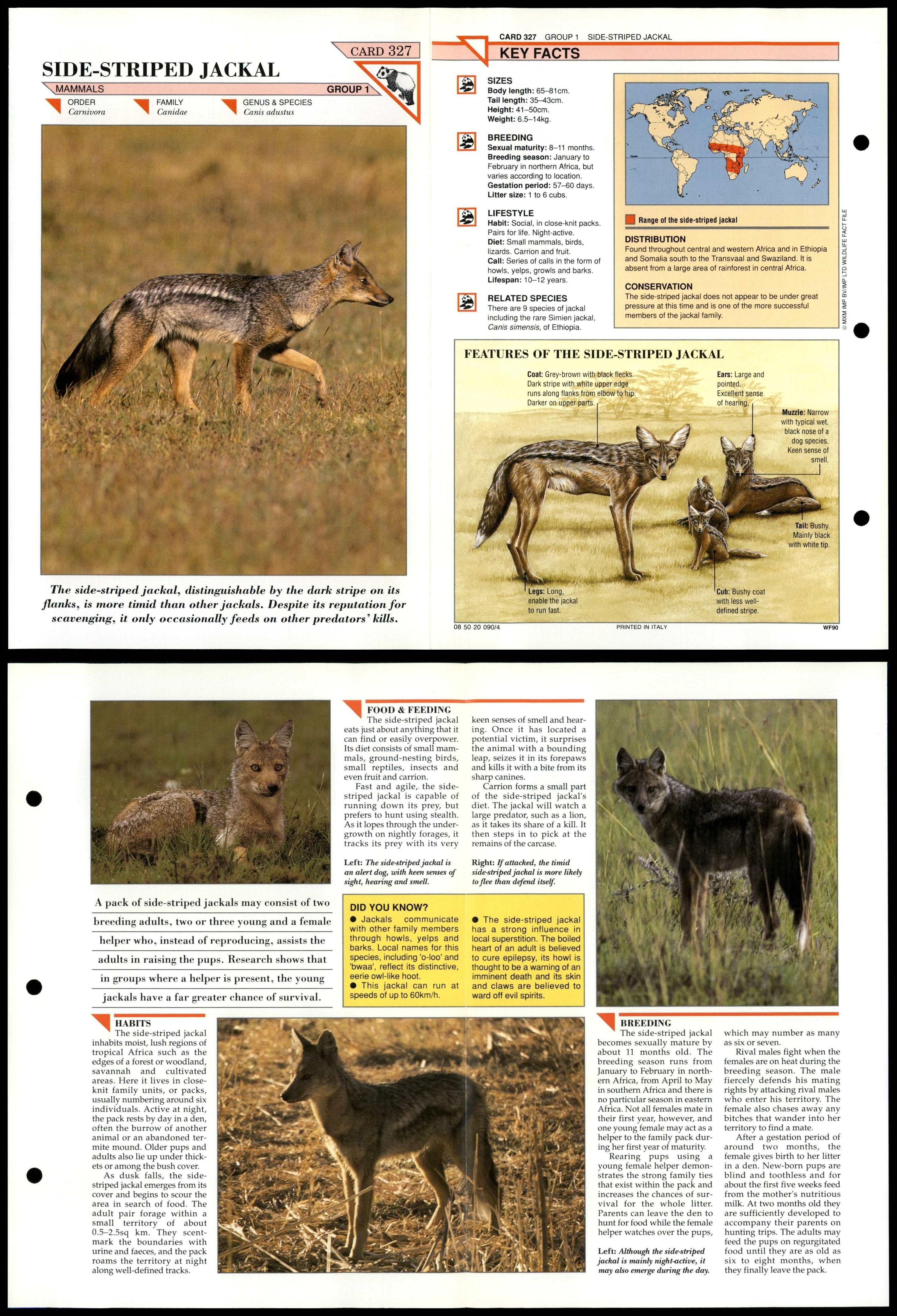 Side-Striped Jackal #327 Mammals Wildlife Fact File Fold-Out Card