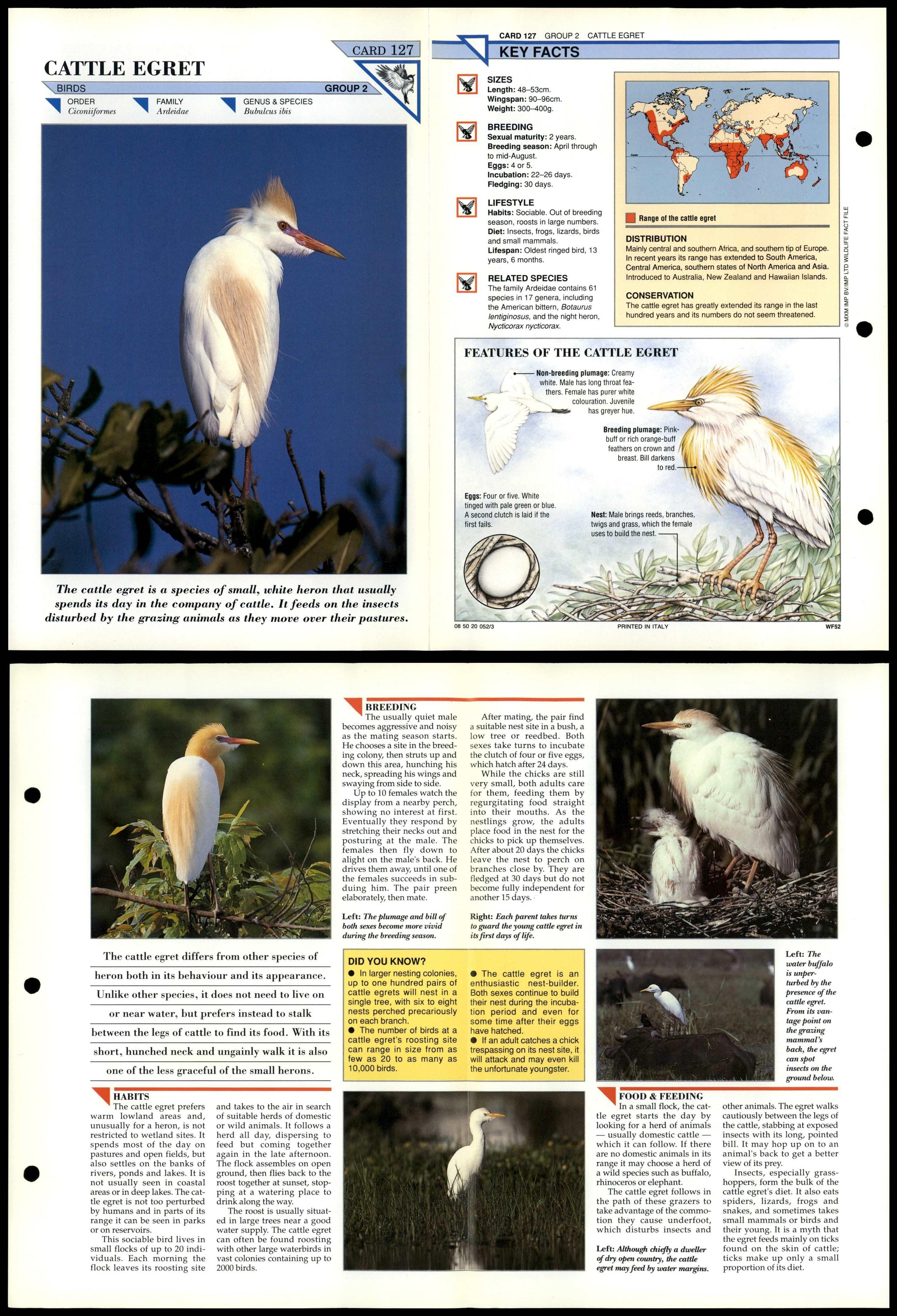 Cattle Egret #127 Birds Wildlife Fact File Fold-Out Card