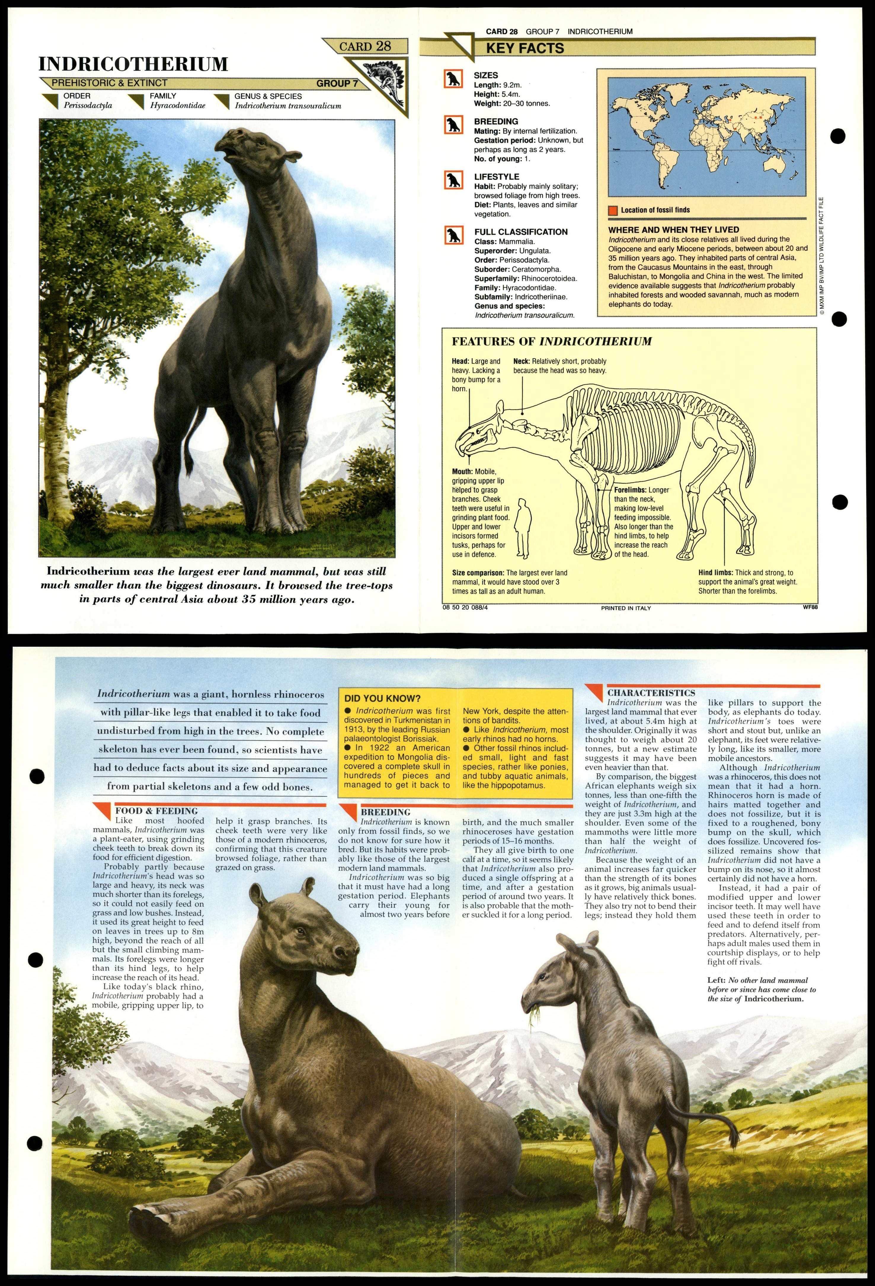 Indricotherium #28 Extinct Wildlife Fact File Fold-Out Card