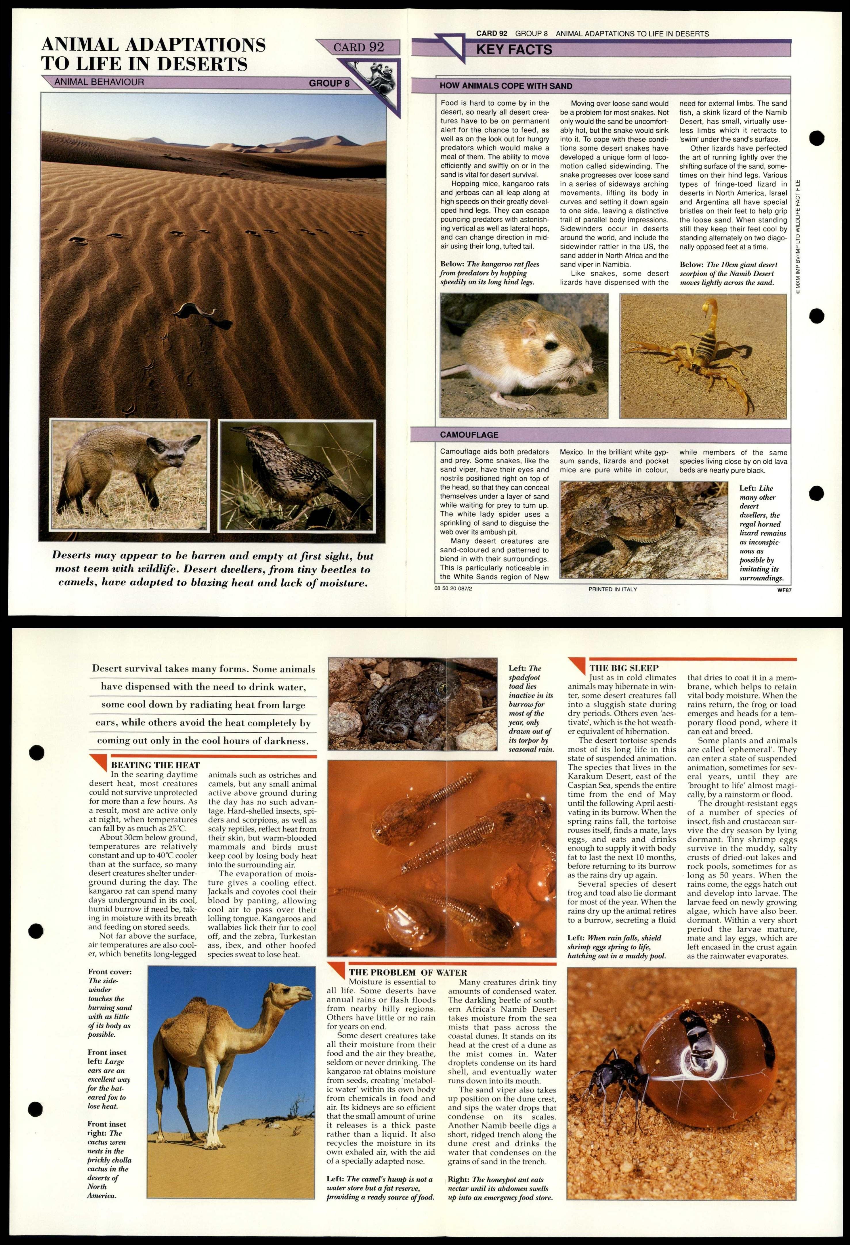 Animal Adaptions Life In Deserts #92 Behaviour Wildlife Fact File Fold-Out  Card