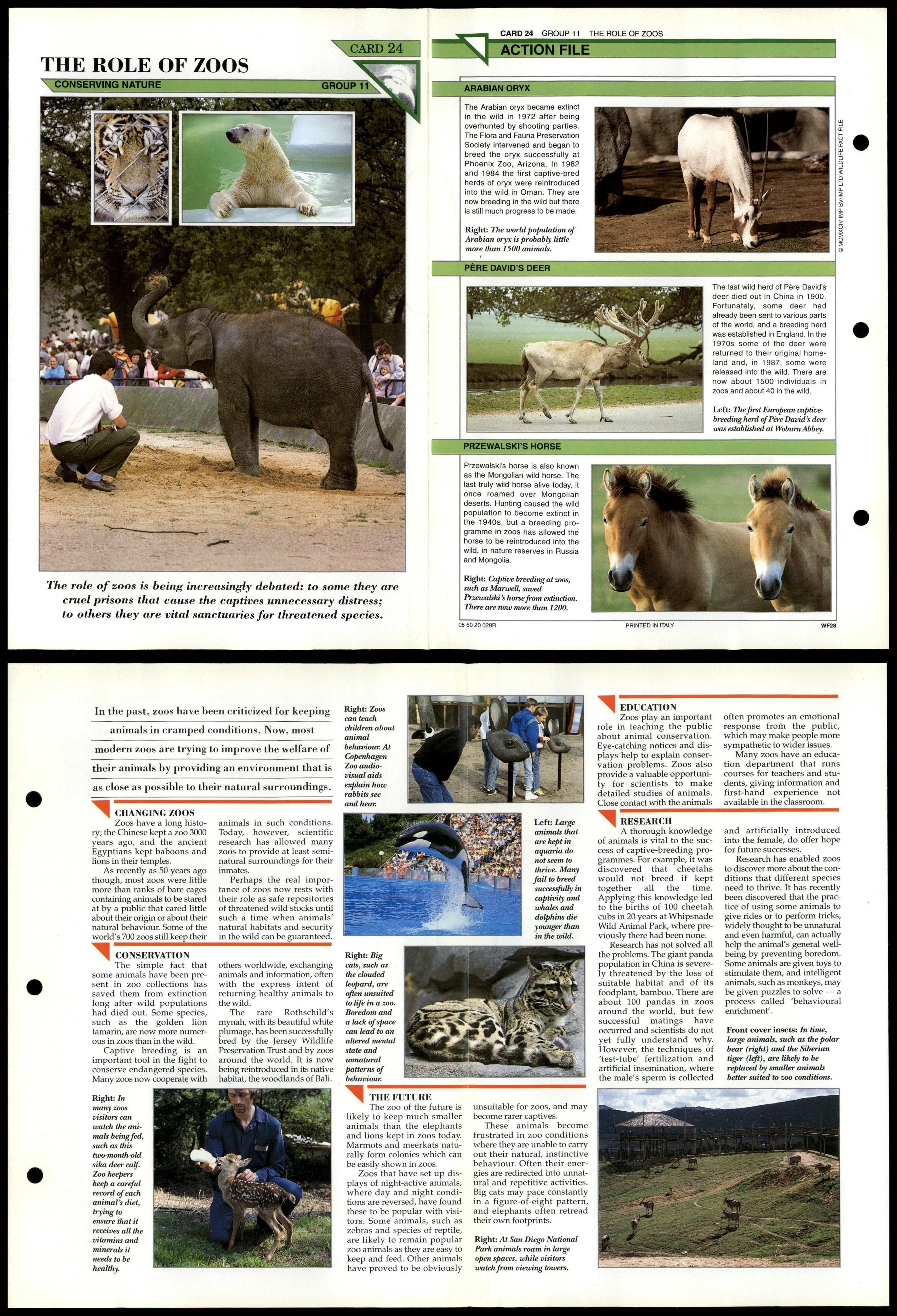 The Role Of Zoos 24 Conservation Wildlife Fact File FoldOut Card