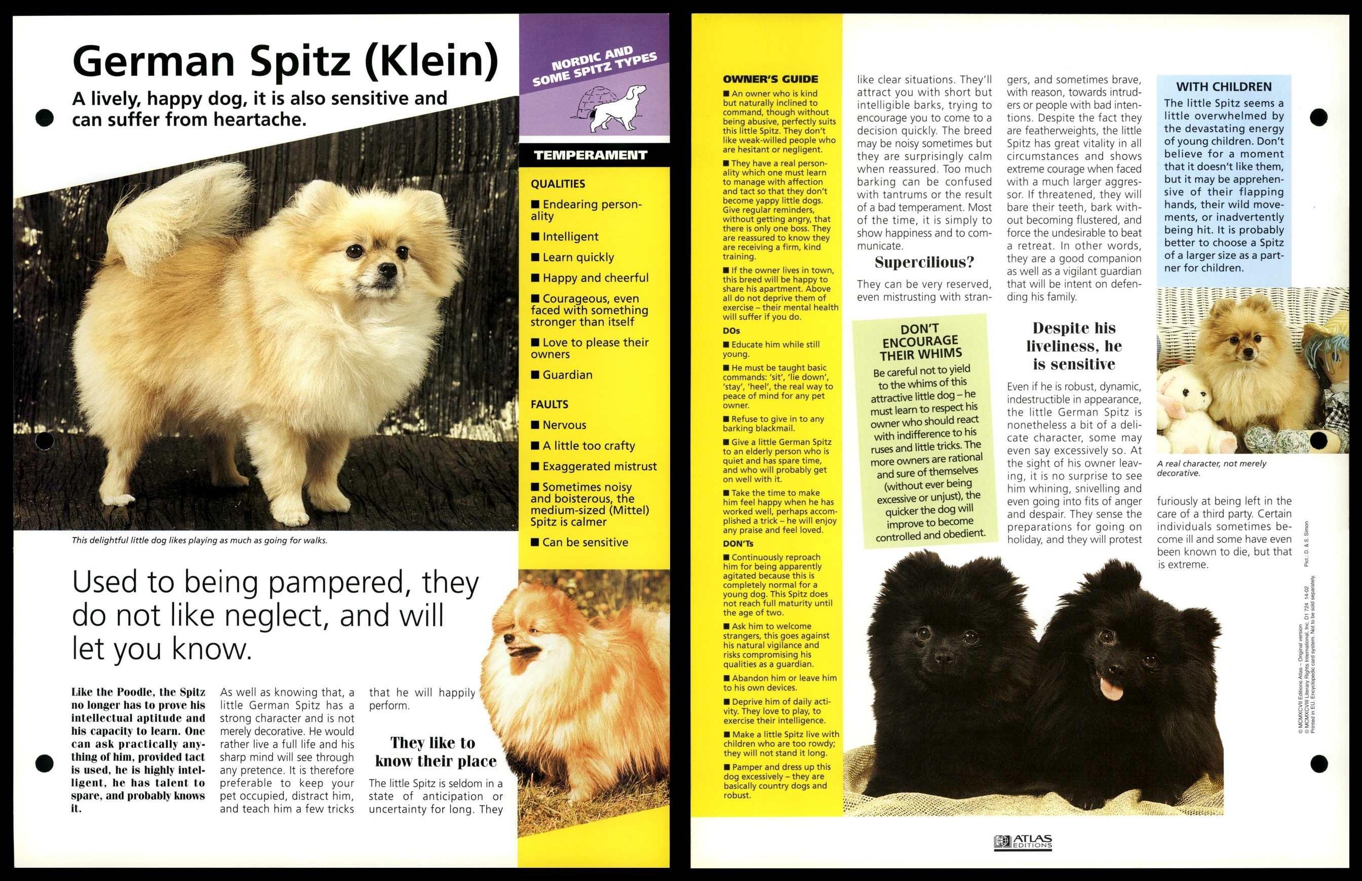 at what age is a german spitz full grown