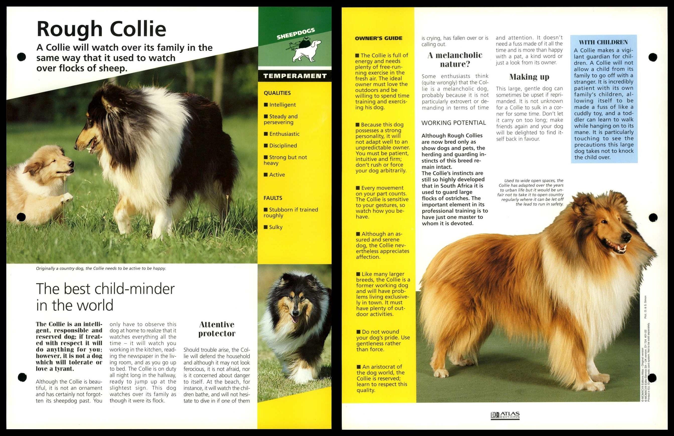 are collie dogs dangerous