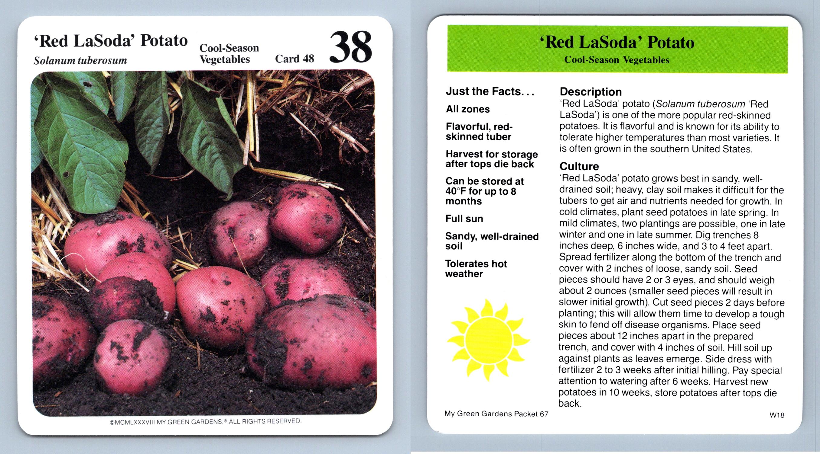 'Red LaSoda' Potato 48 Cool Season Vegetables My Green Gardens 1987