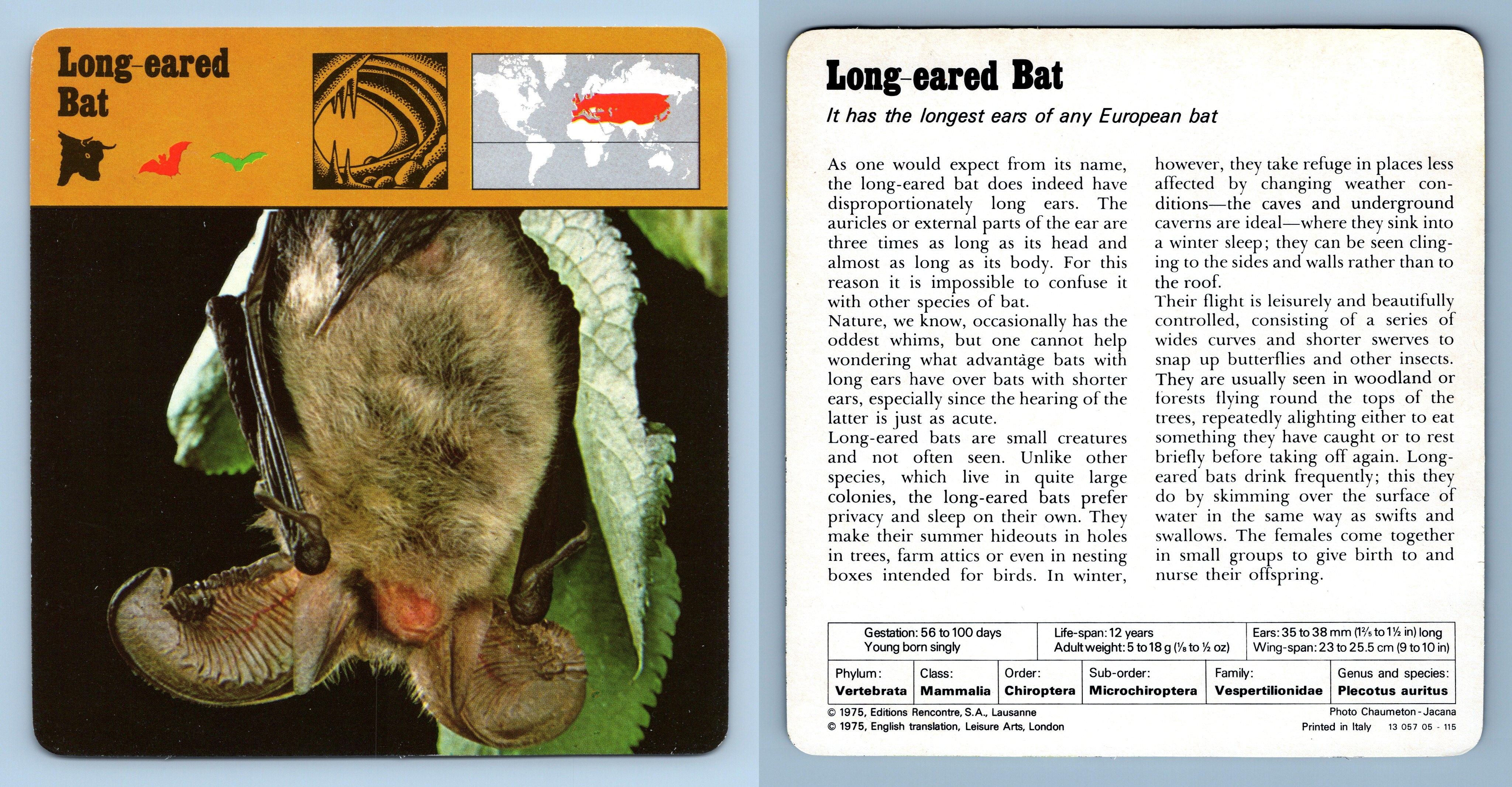 Long-Eared Bat - Mammals - 1970's Rencontre Safari Wildlife Card