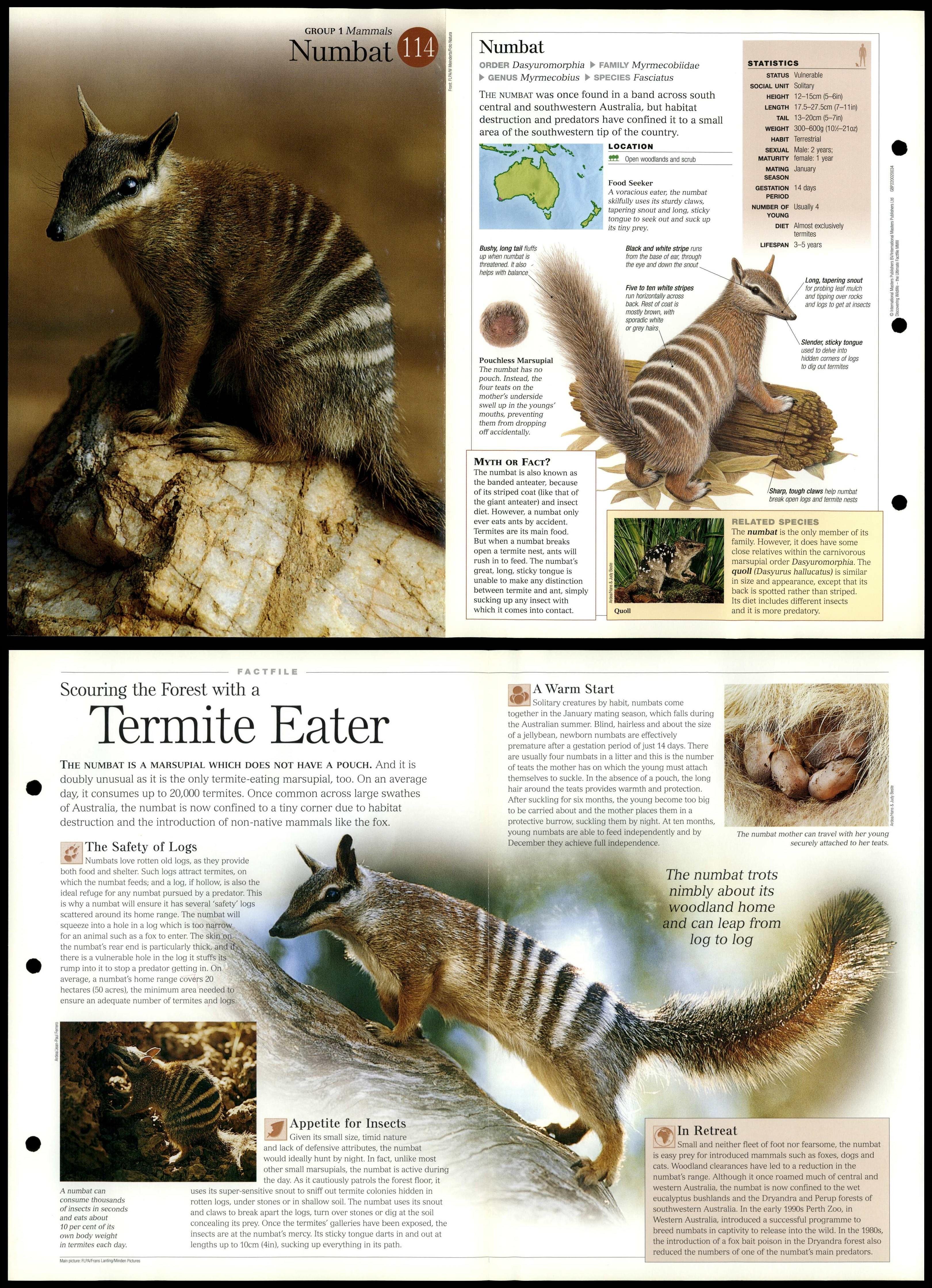 Numbat 114 Mammals Discovering Wildlife Fact File Fold Out Card