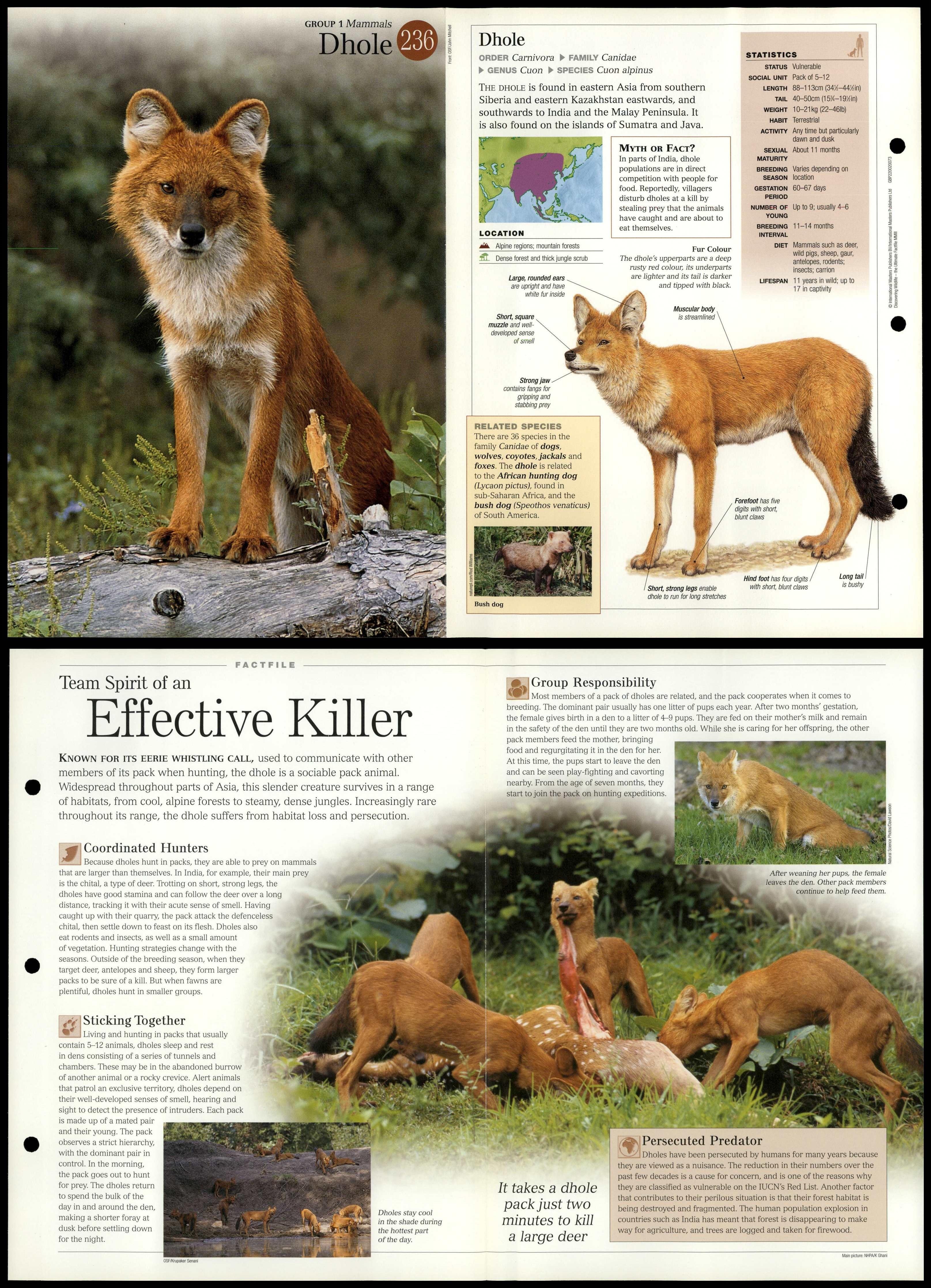 Dhole 236 Mammals Discovering Wildlife Fact File Fold Out Card