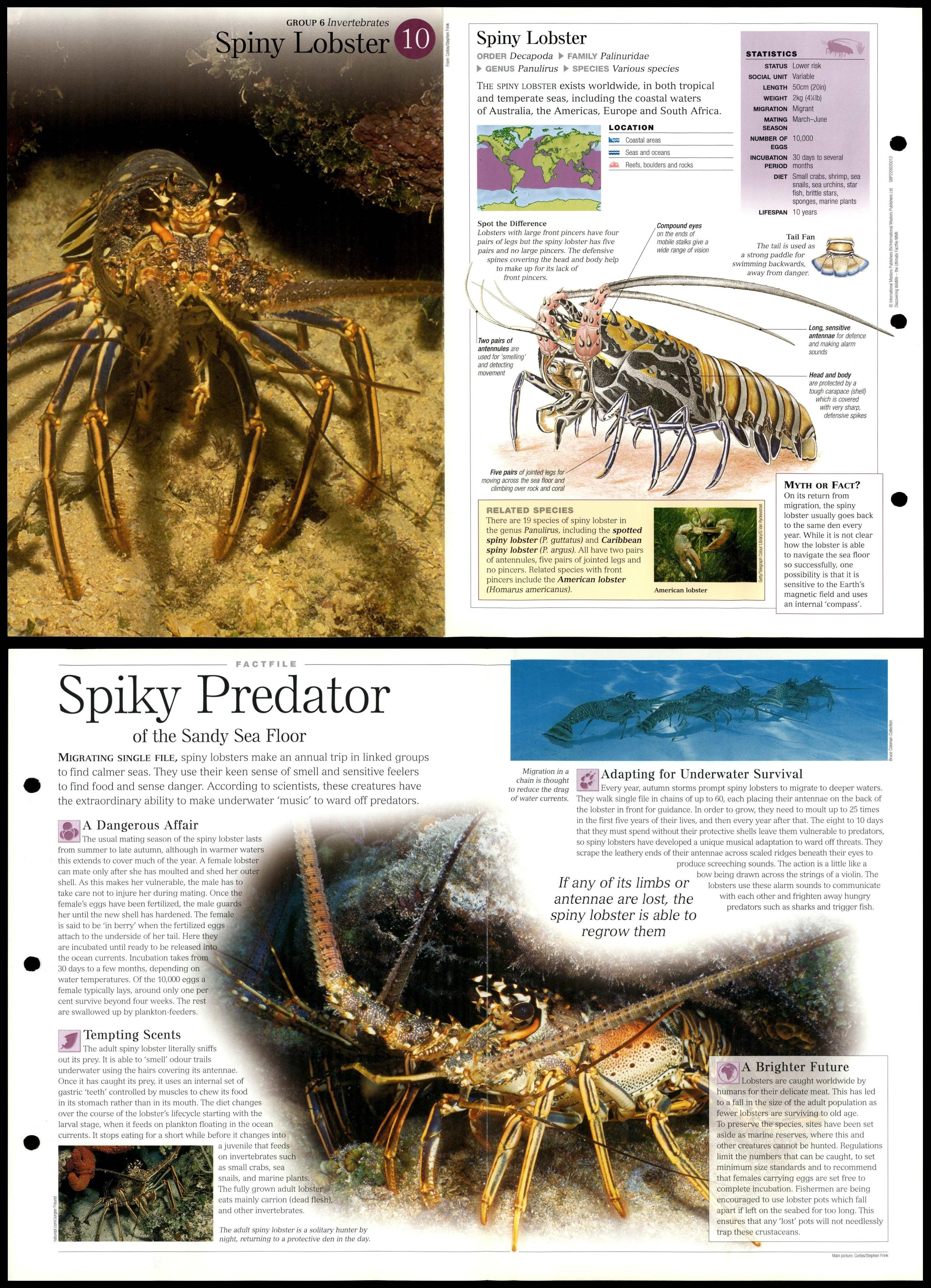Spiny Lobster #10 Invertebrates - Discovering Wildlife Fact File Fold-Out  Card