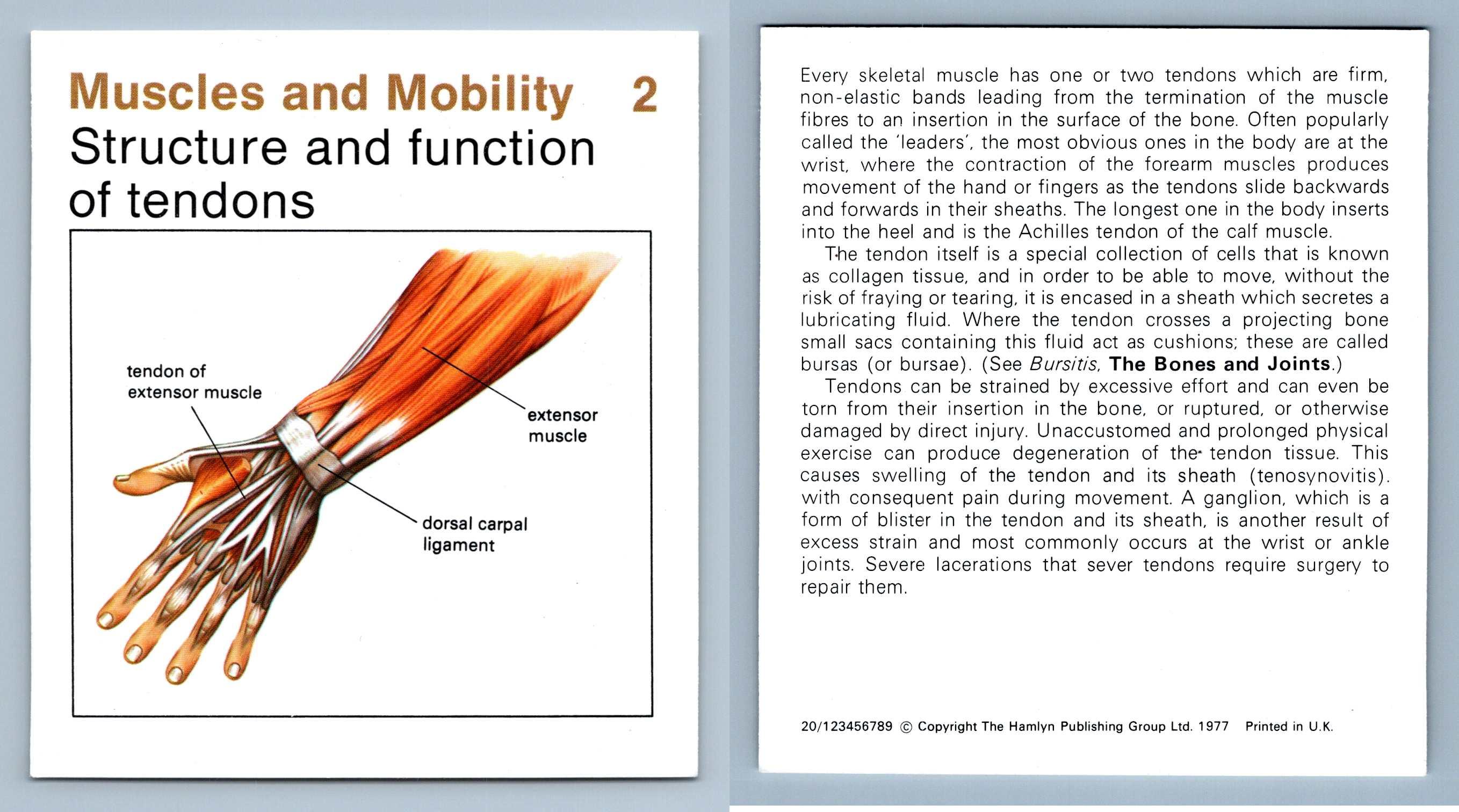 what is the primary function of tendons in the musculoskeletal system