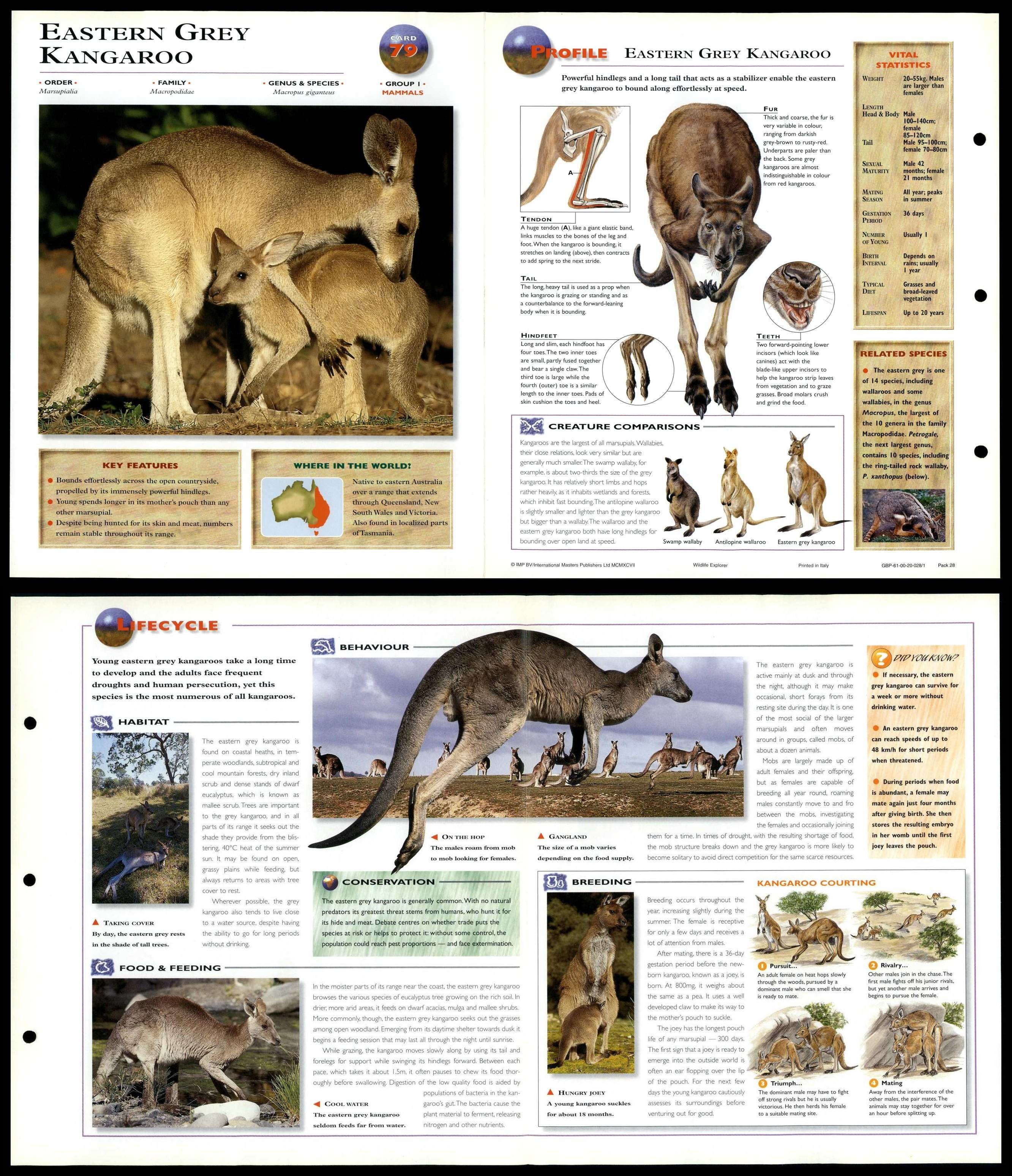 Eastern Grey Kangaroo 79 Mammals Wildlife Explorer FoldOut Card