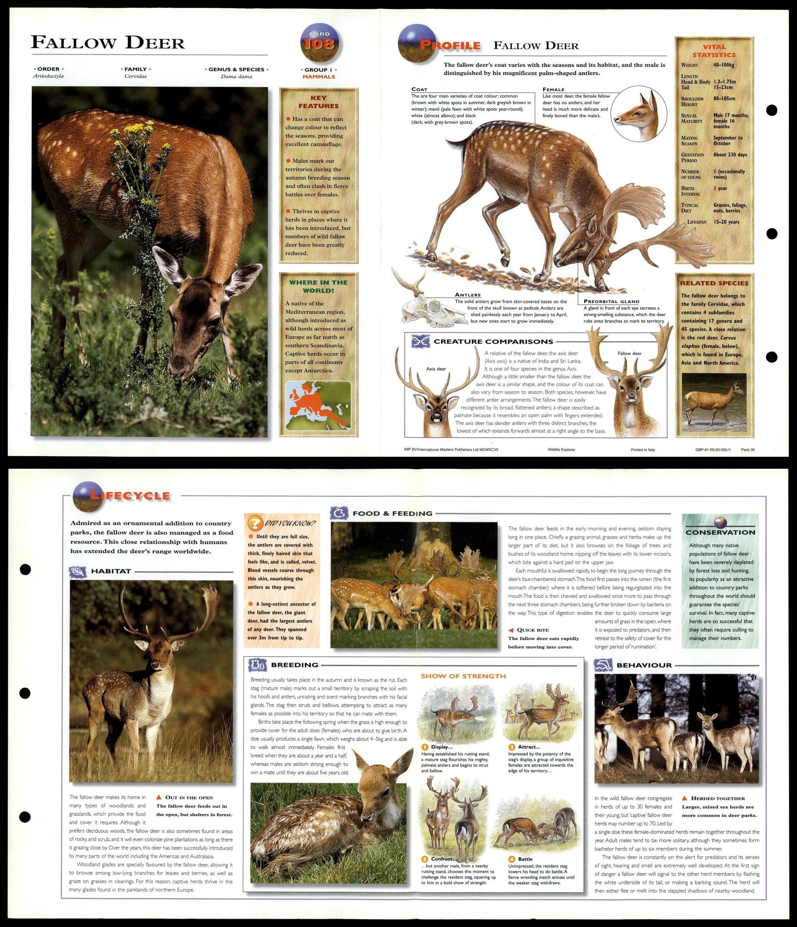 Fallow Deer 108 Mammals Wildlife Explorer FoldOut Card