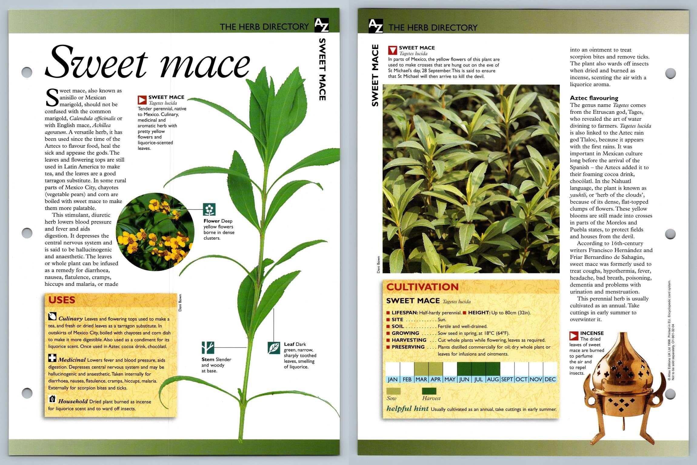 Sweet Mace Directory Secret World Of Herbs Fact File Card