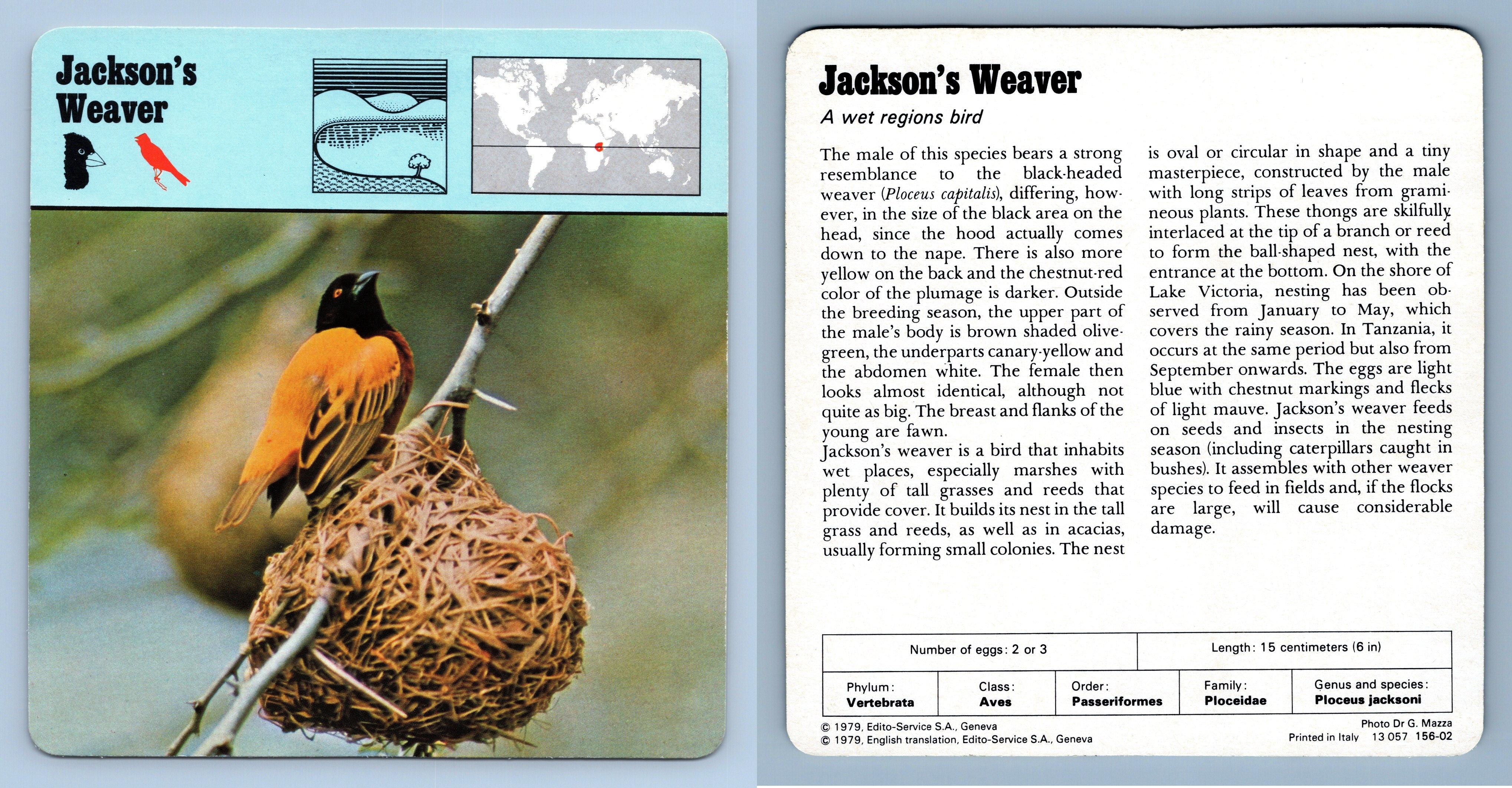 Jackson S Weaver Birds S Rencontre Safari Wildlife Card