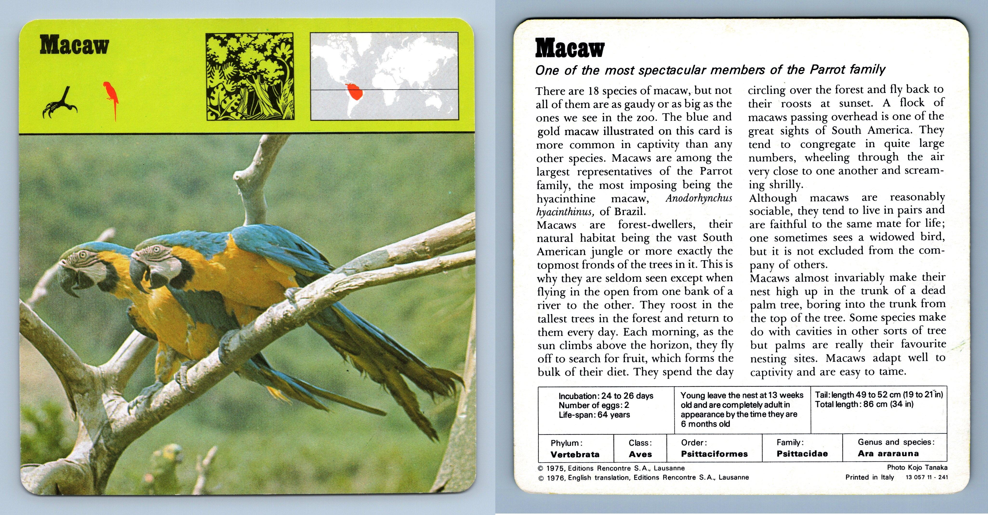 Macaw Birds S Rencontre Safari Wildlife Card