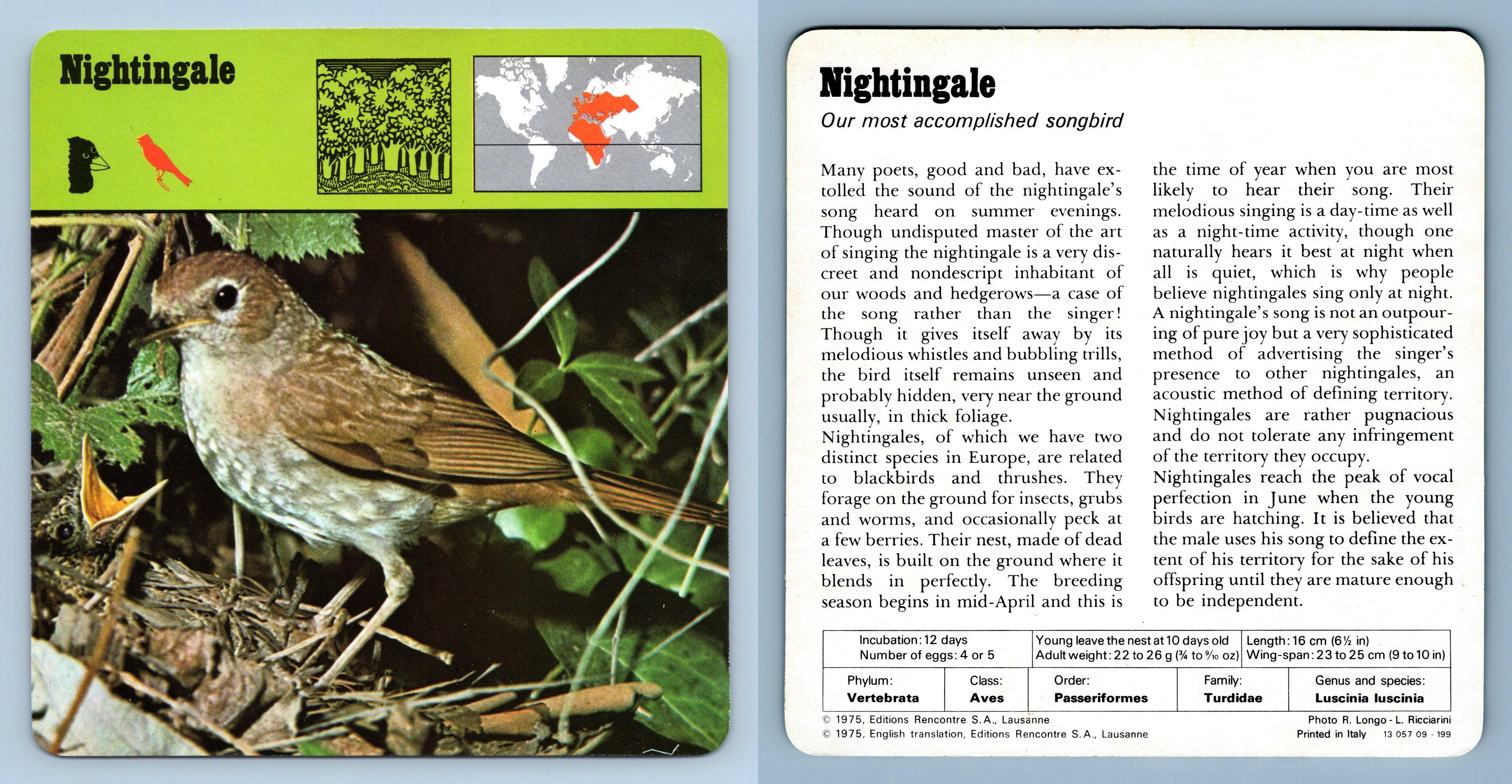 Nightingale Birds S Rencontre Safari Wildlife Card