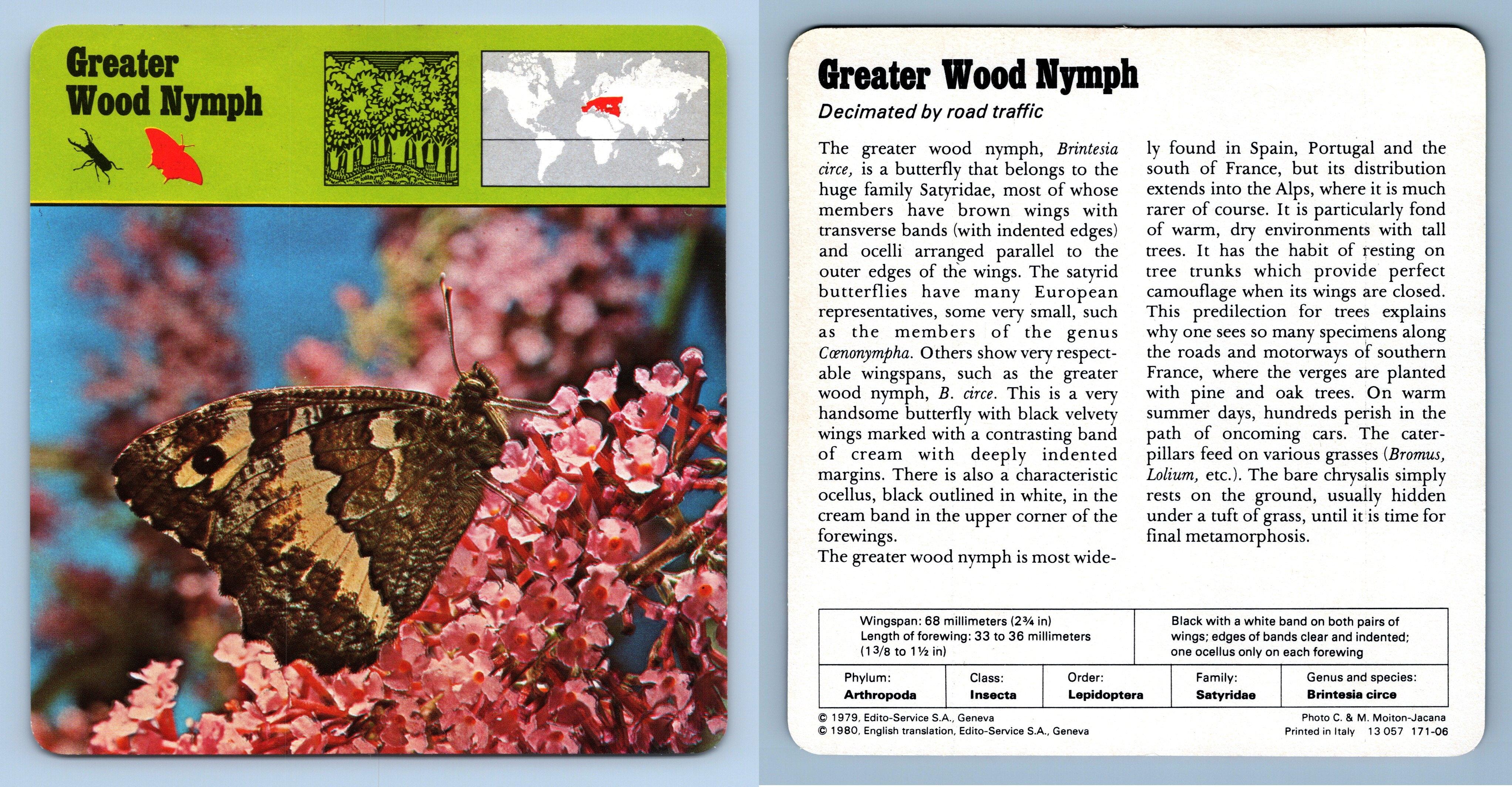 Greater Wood Nymph Insects 1970 S Rencontre Safari Wildlife Card